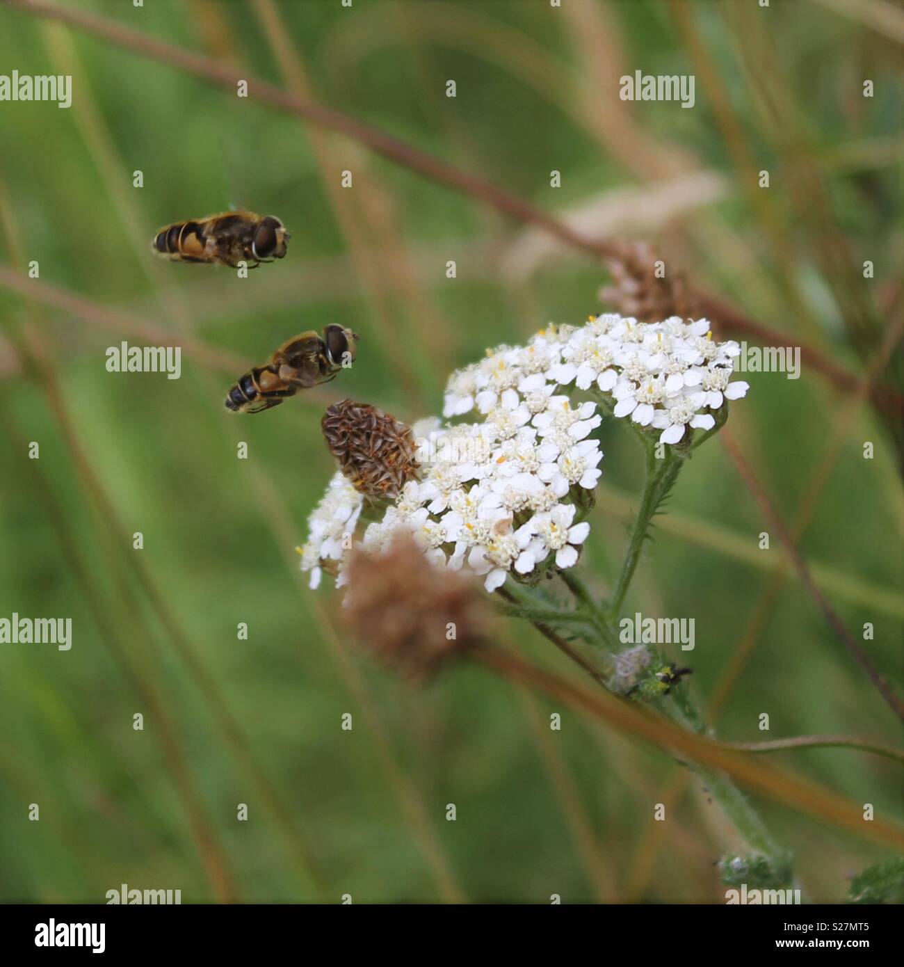 Hoverflies Stock Photo