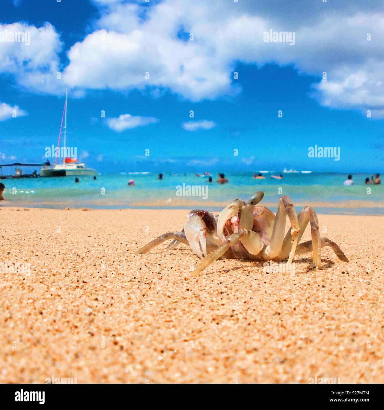 Crab on the beach with beach goers in the background. Square crop. Stock Photo