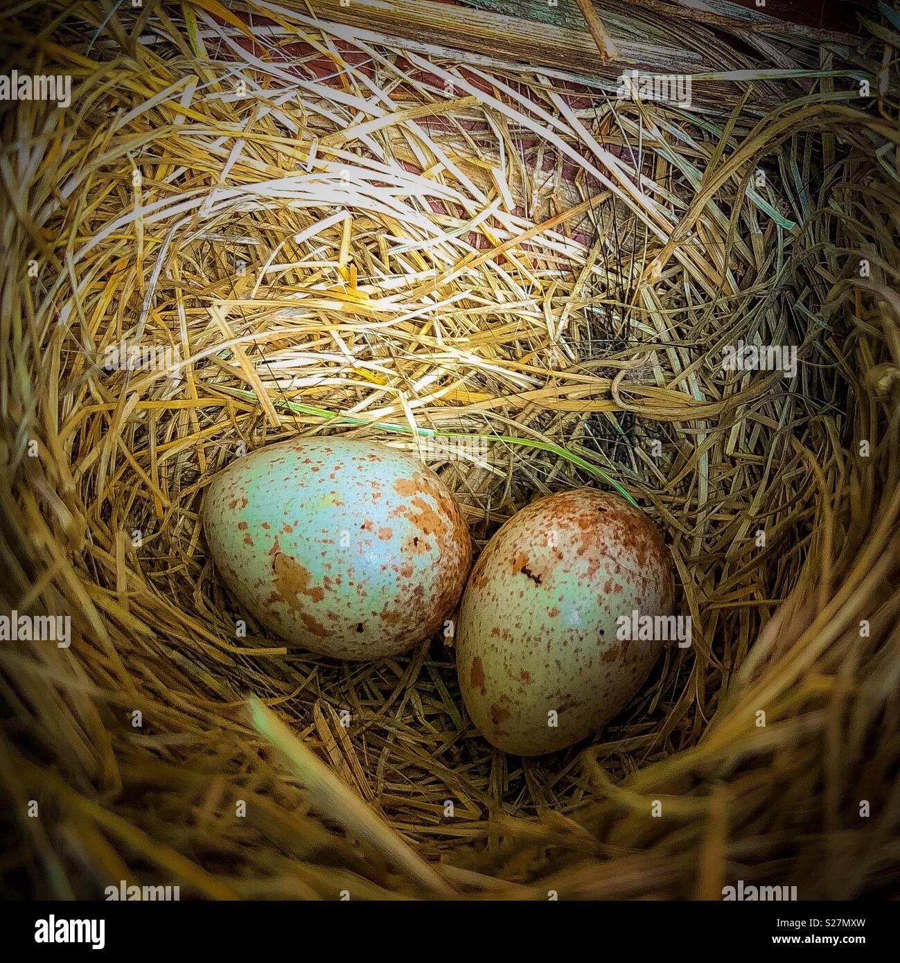 Dark-eyed Junco eggs in a nest - Smartphone Captured Stock Image