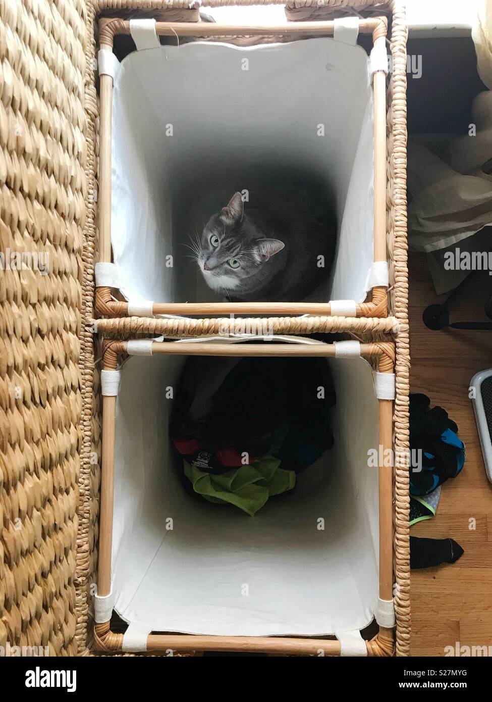 Cat sits inside laundry hamper Stock Photo Alamy