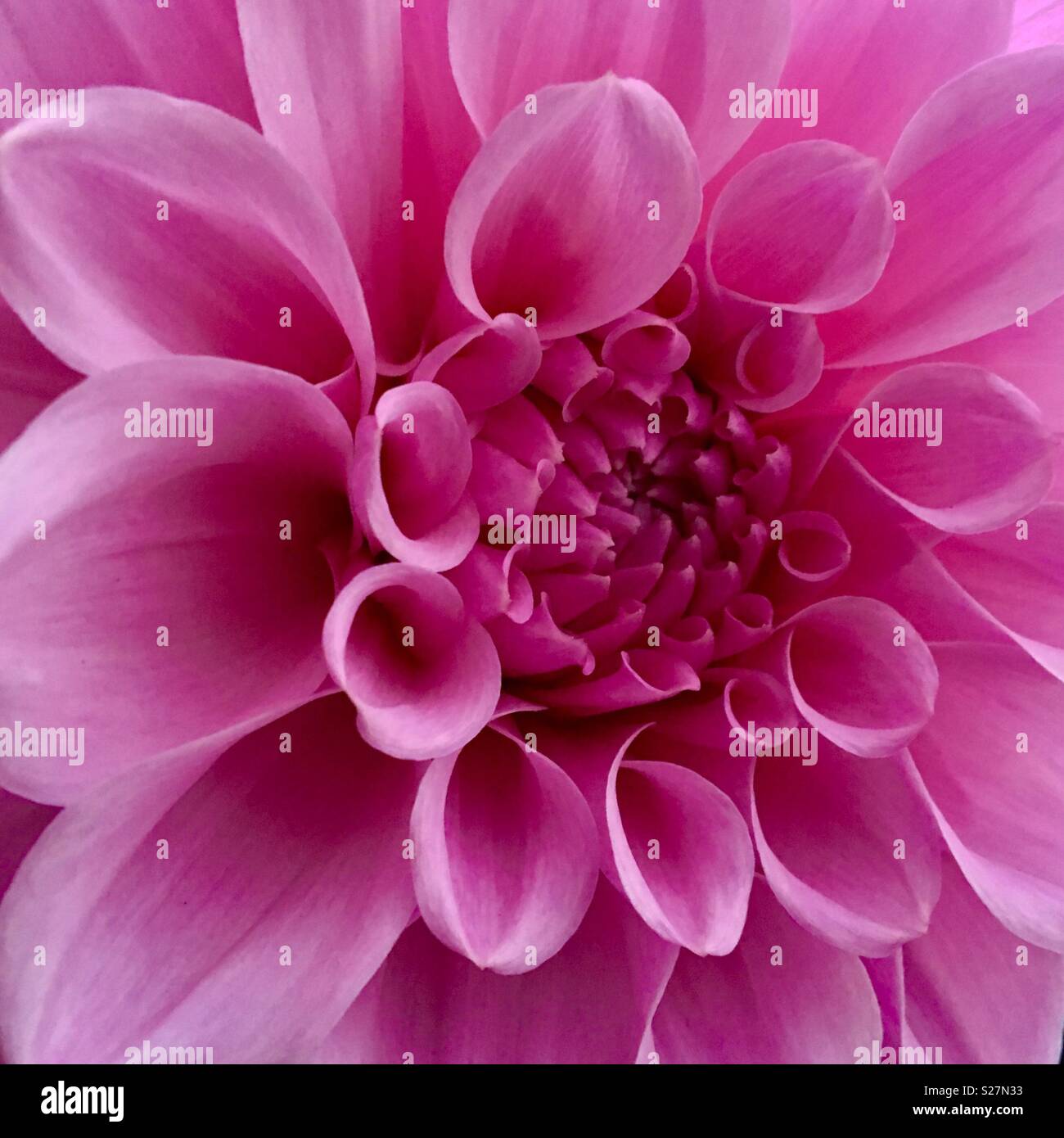 Pink dahlia flower hi-res stock photography and images - Alamy