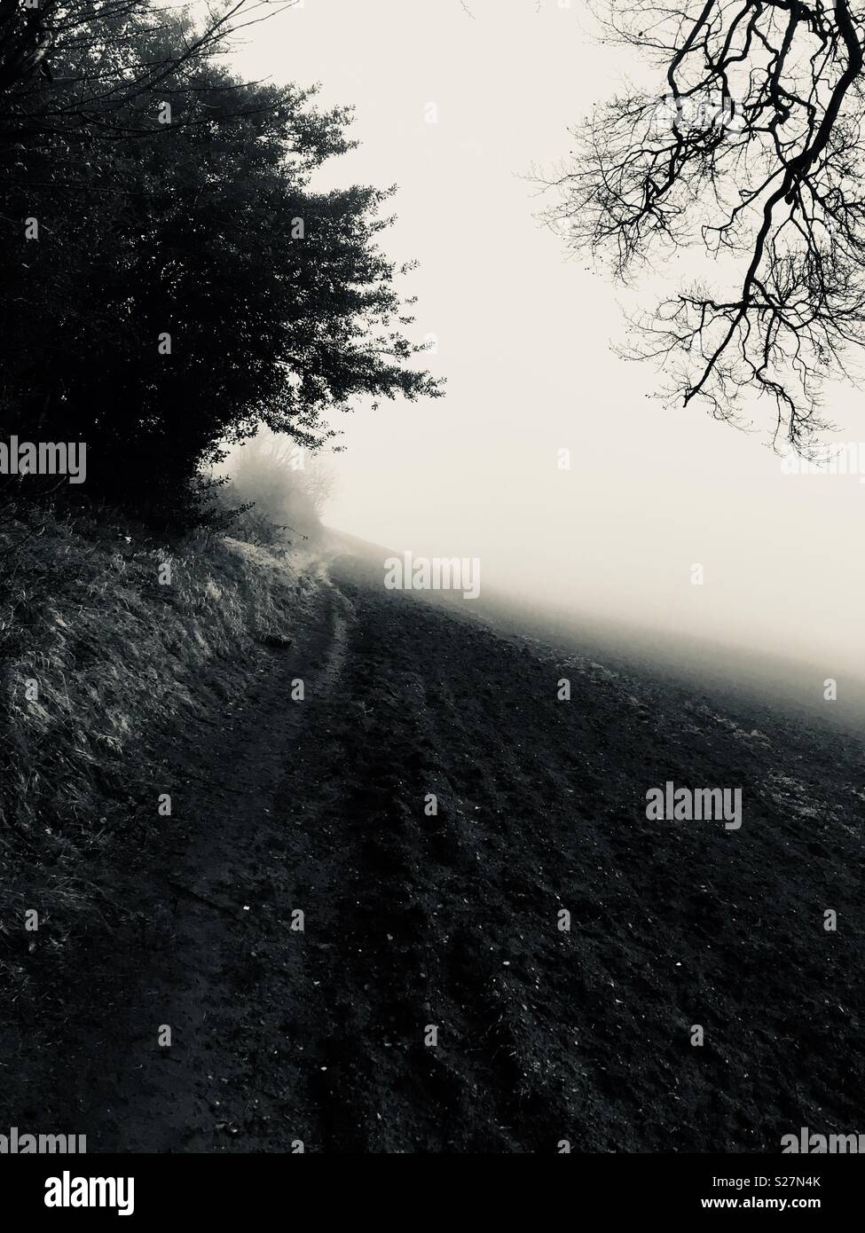 Trees and mist - Smartphone Captured Stock Image