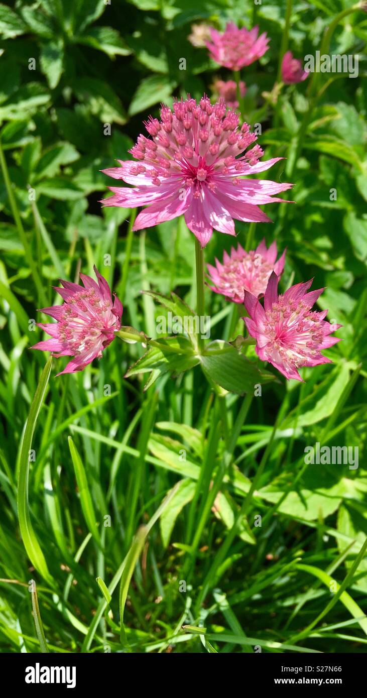 Pink wildflower growing in Cornwall Stock Photo