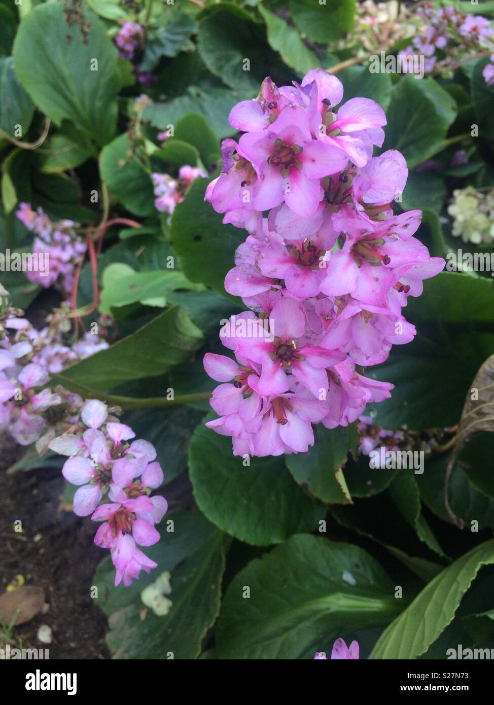 Pink Bergenia flowers on green plant in flower bed in garden Stock Photo