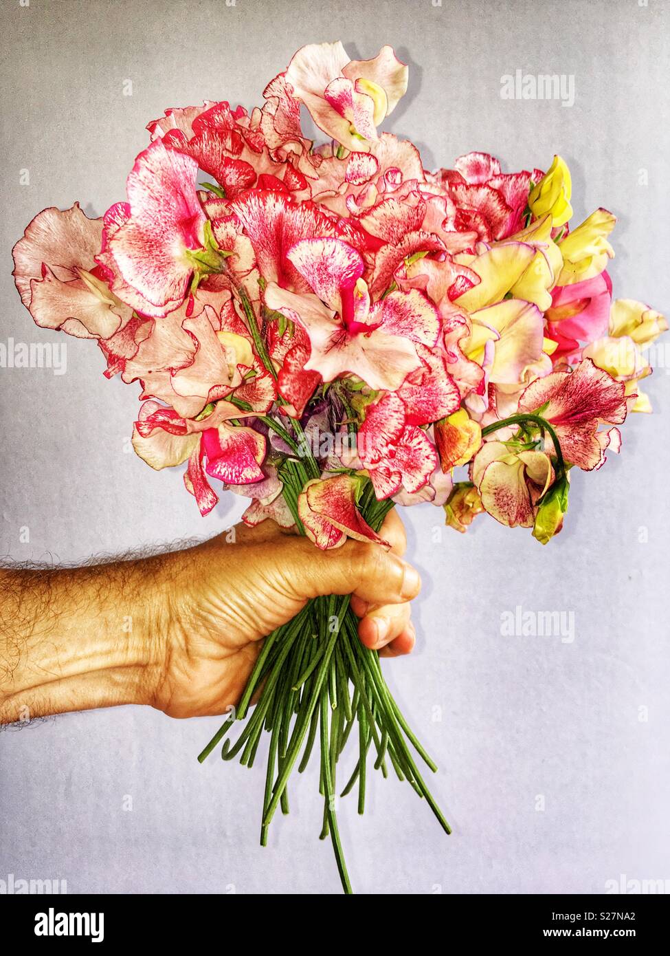 Branch of garden grown sweet pea flowers - Smartphone Captured Stock Image