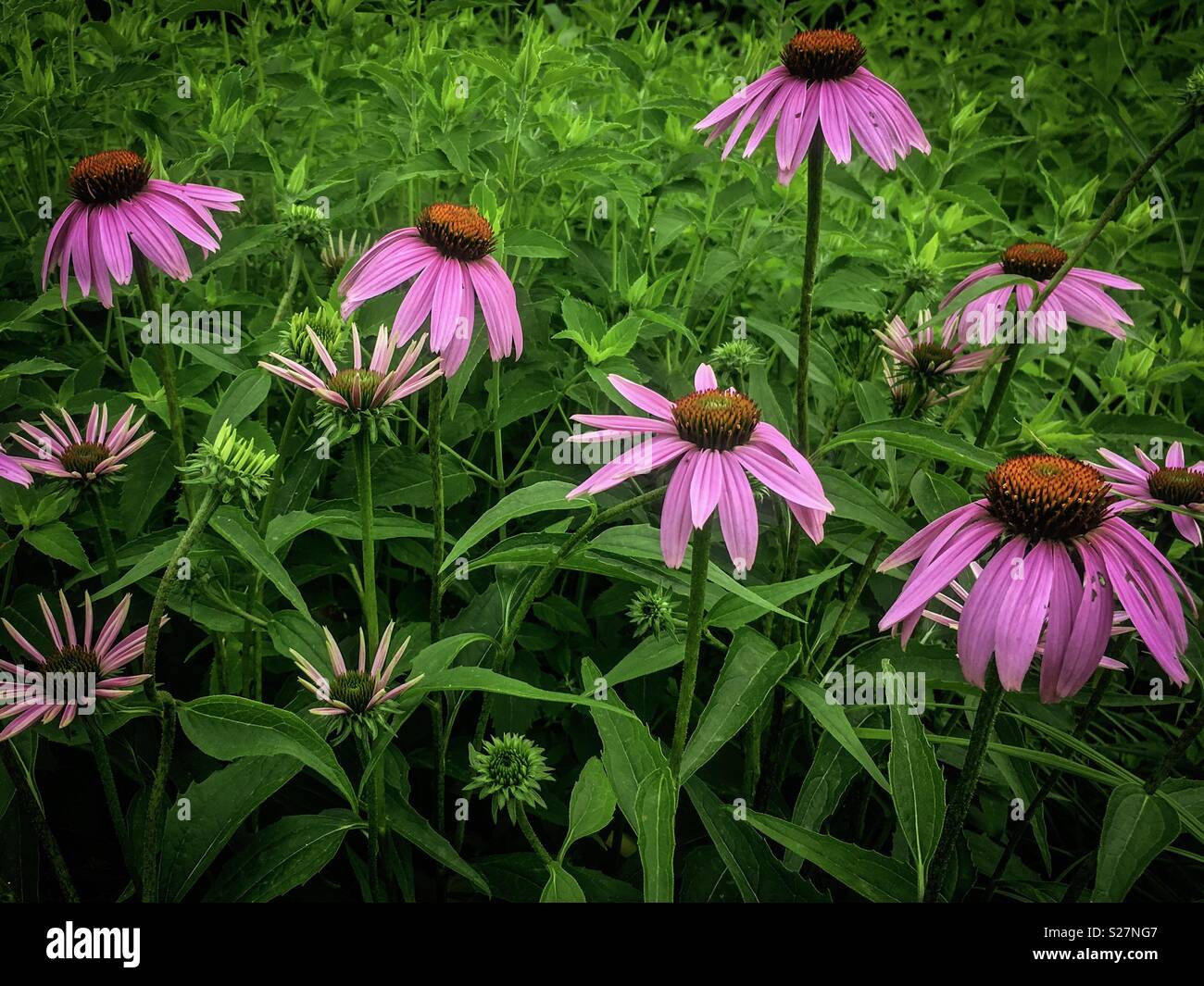 Illinois native wildflowers Stock Photo