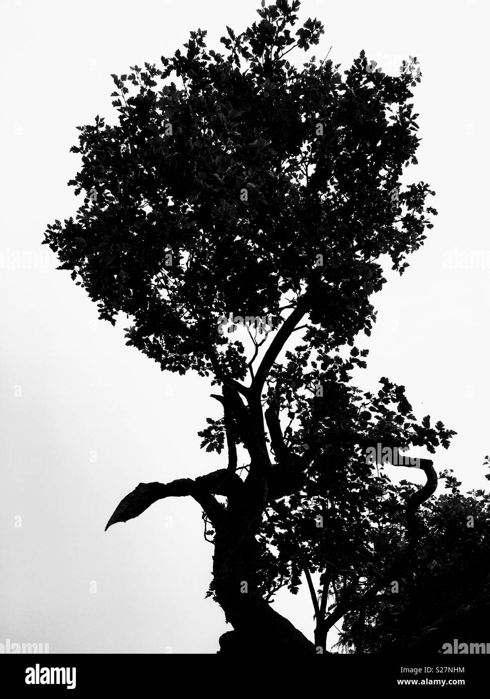 A High Tree in Black & White Stock Photo