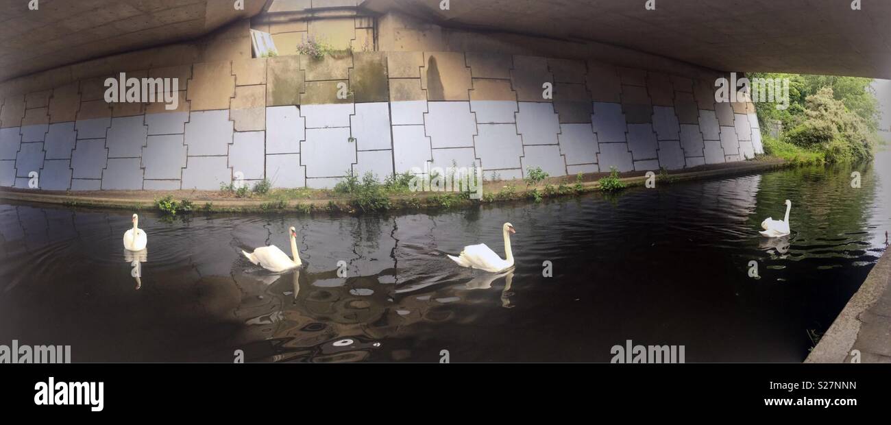 Panoramic view of a swan gliding along the Grand Canal Dublin Ireland under a bridge. Peaceful scene showing calmness in a busy world. - Smartphone Captured Stock Image