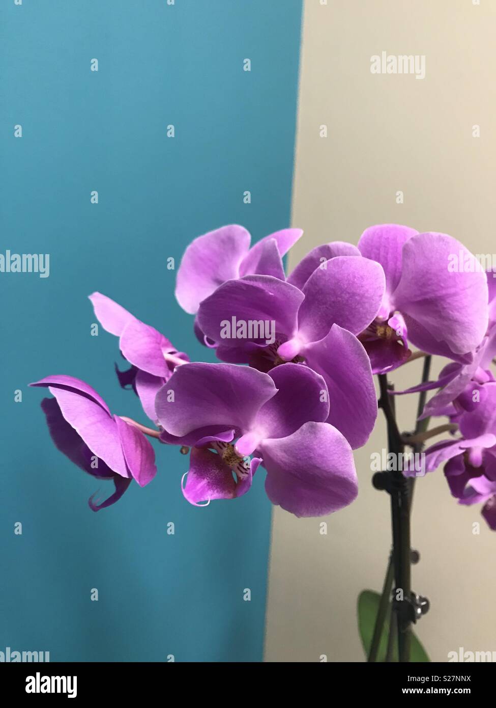 Pinkish purple orchid blooms against a turquoise wall Stock Photo