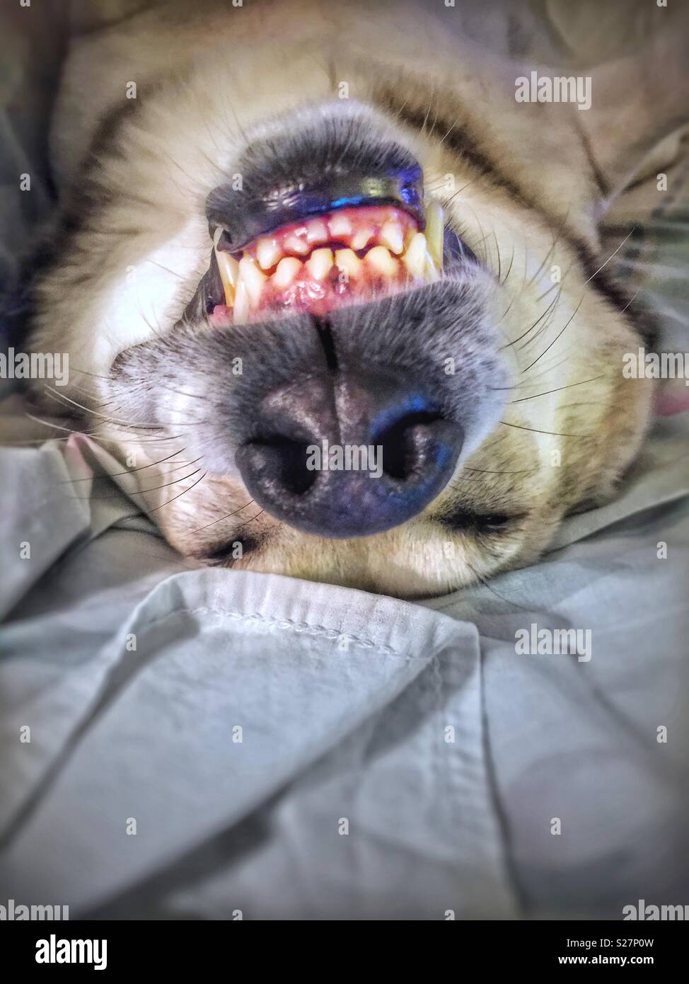 Dog sleeping upside down showing teeth Stock Photo Alamy