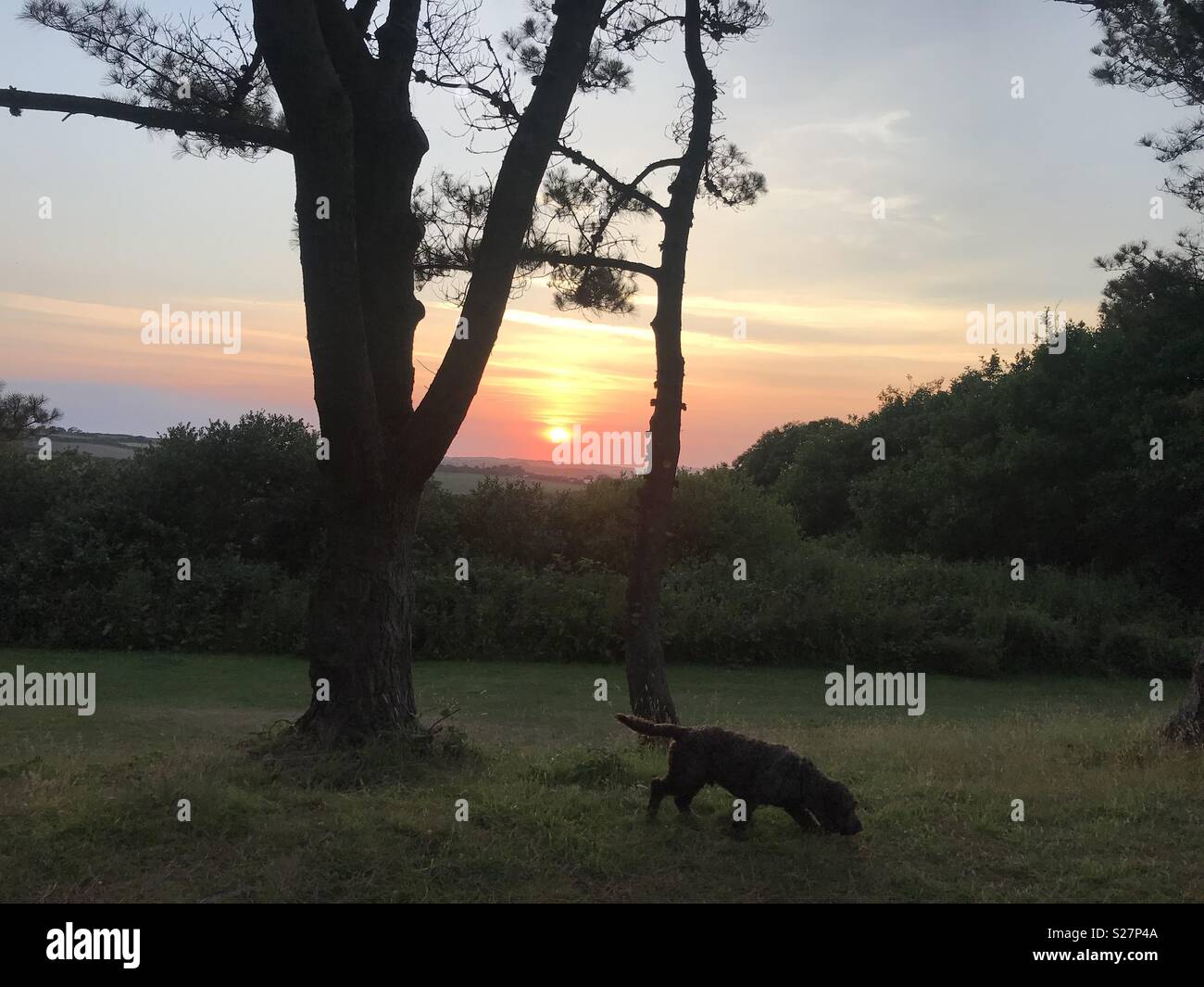 Cornwall dog walk sunset Stock Photo - Alamy