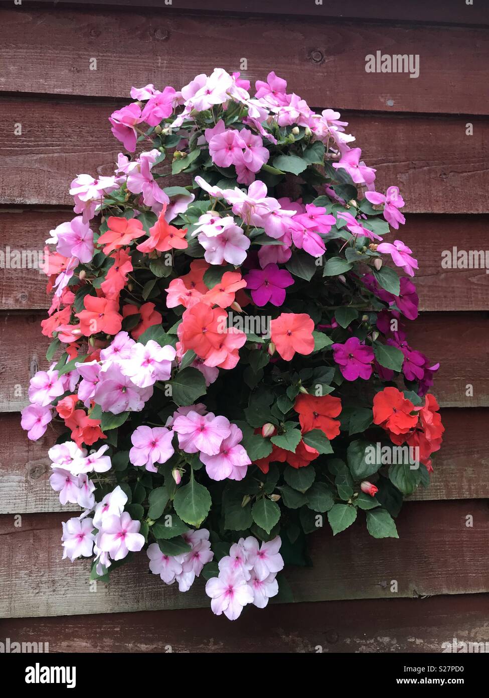 Beautiful bizzie Lizzies Stock Photo Alamy