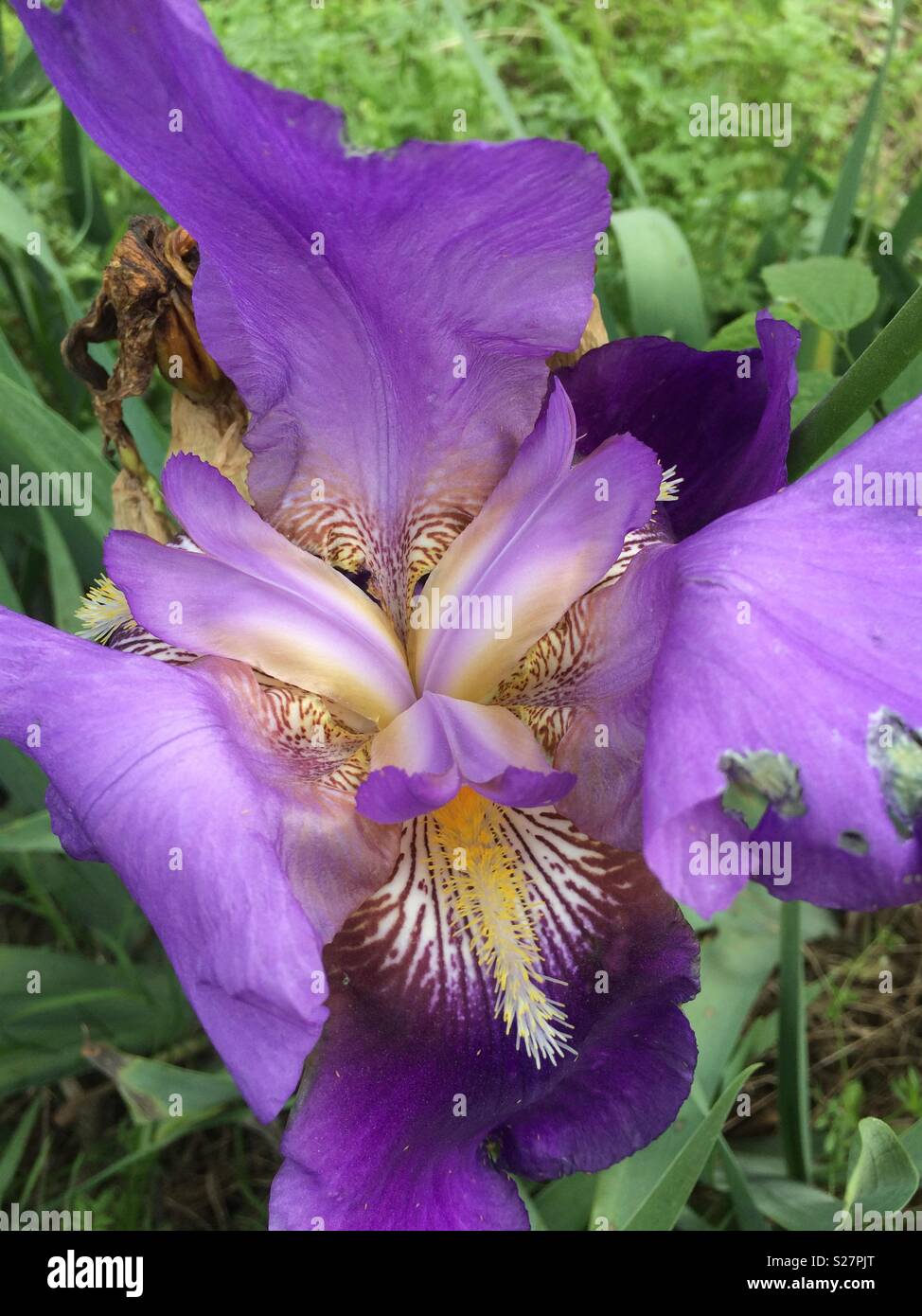Love when these flowers bloom in my yard every year. They are my favorite color, purple. Stock Photo