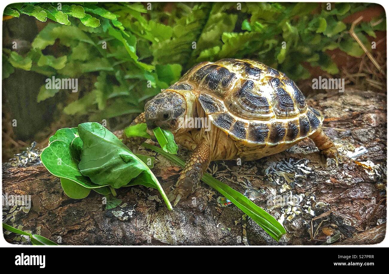 Horsefield Tortoise - one year old. Stock Photo