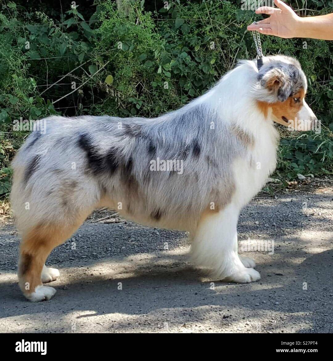 Bear Australian shepherd ch show dog Stock Photo - Alamy