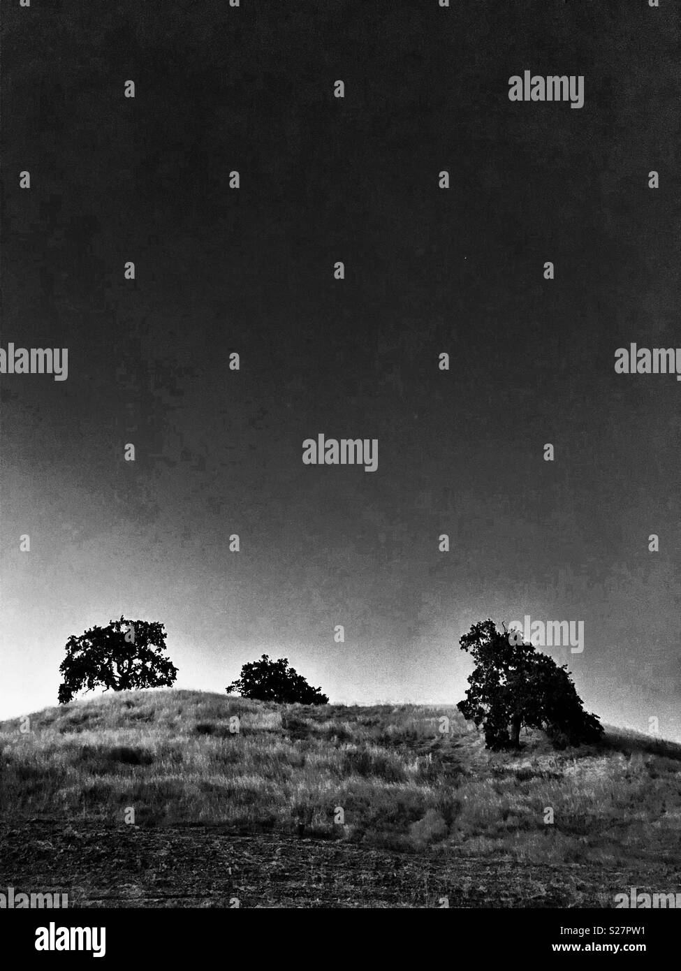 Black and white: grassy hill with oak trees - Smartphone Captured Stock Image