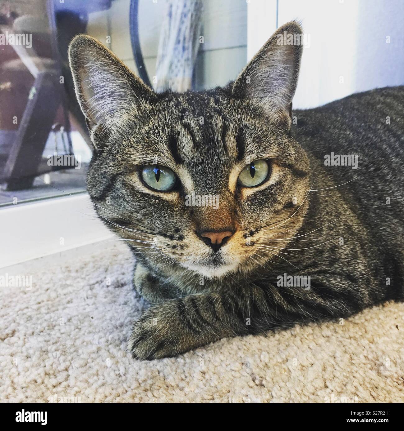 A female tabby cat on a rug. Stock Photo