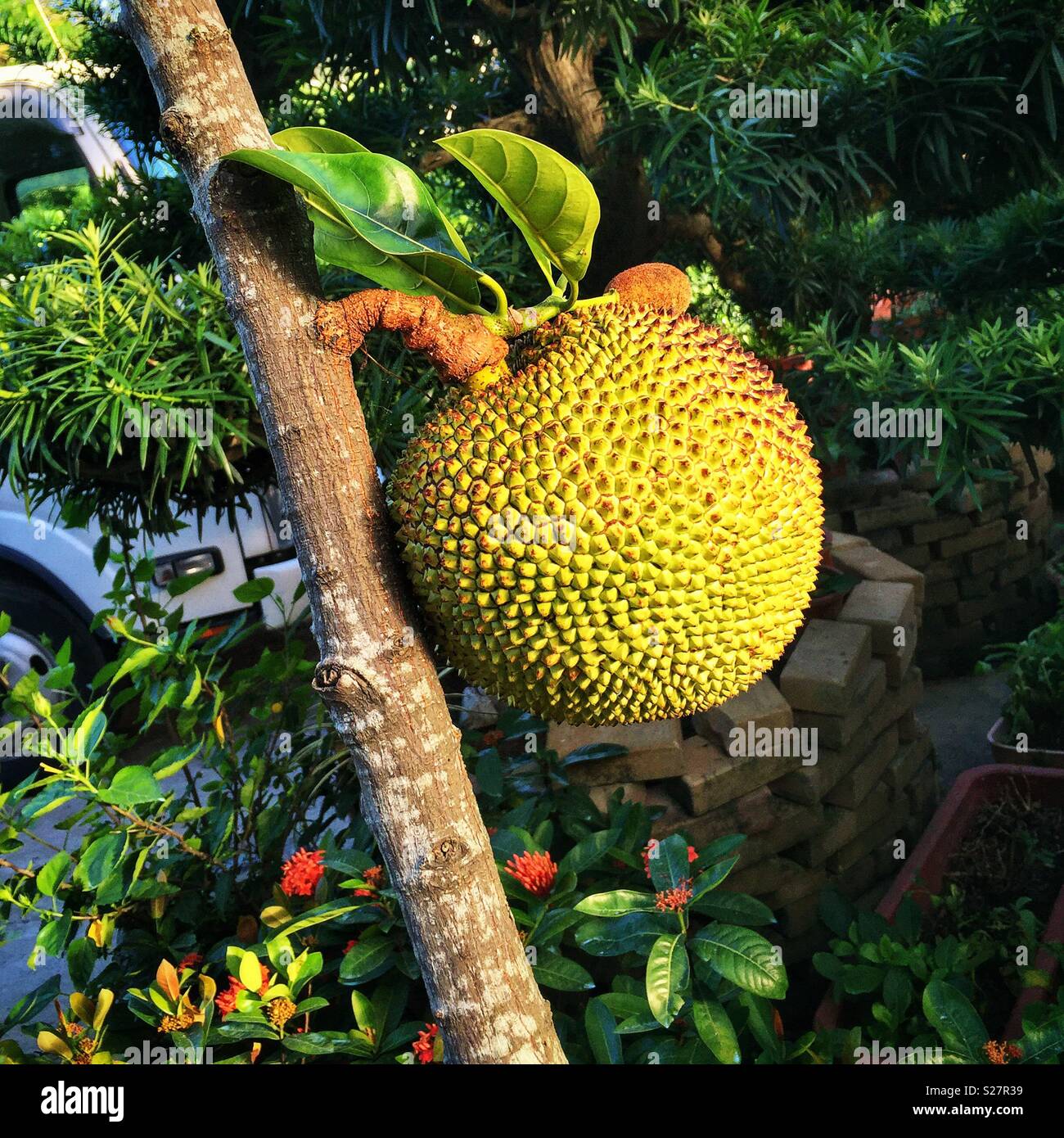 A young jackfruit tree growing in a nursery in the New Territories, Hong Kong Stock Photo