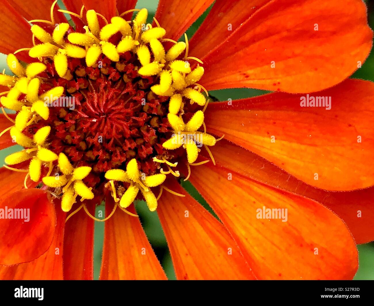 Close up of an orange zinnia Stock Photo