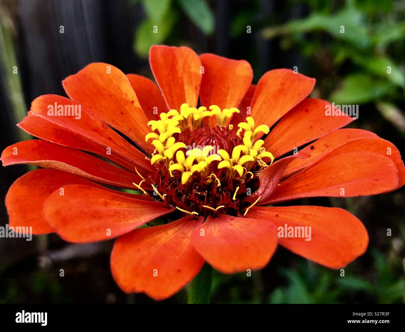 Close up of an orange zinnia - Smartphone Captured Stock Image