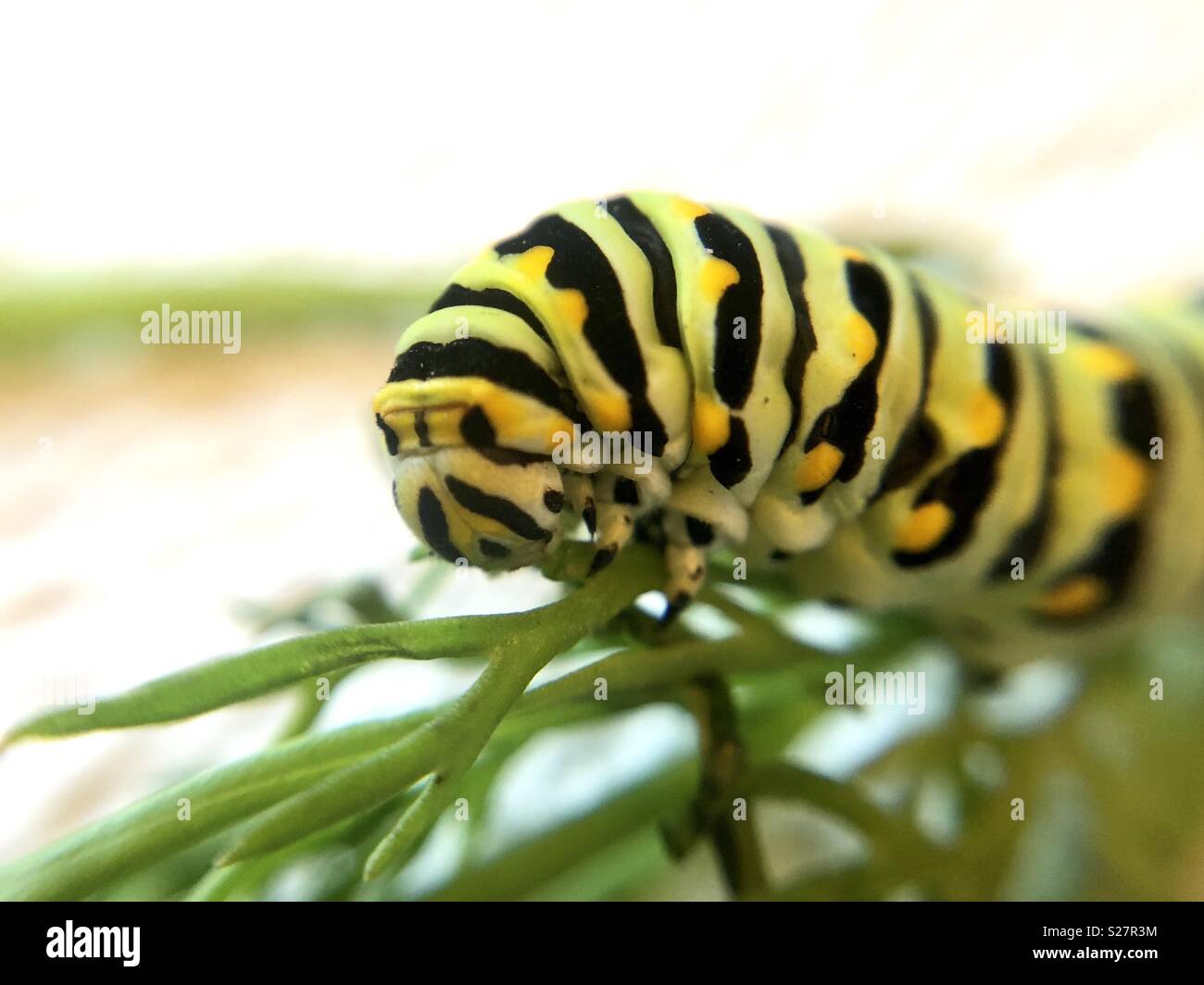 Black swallowtail butterfly close up - Smartphone Captured Stock Image