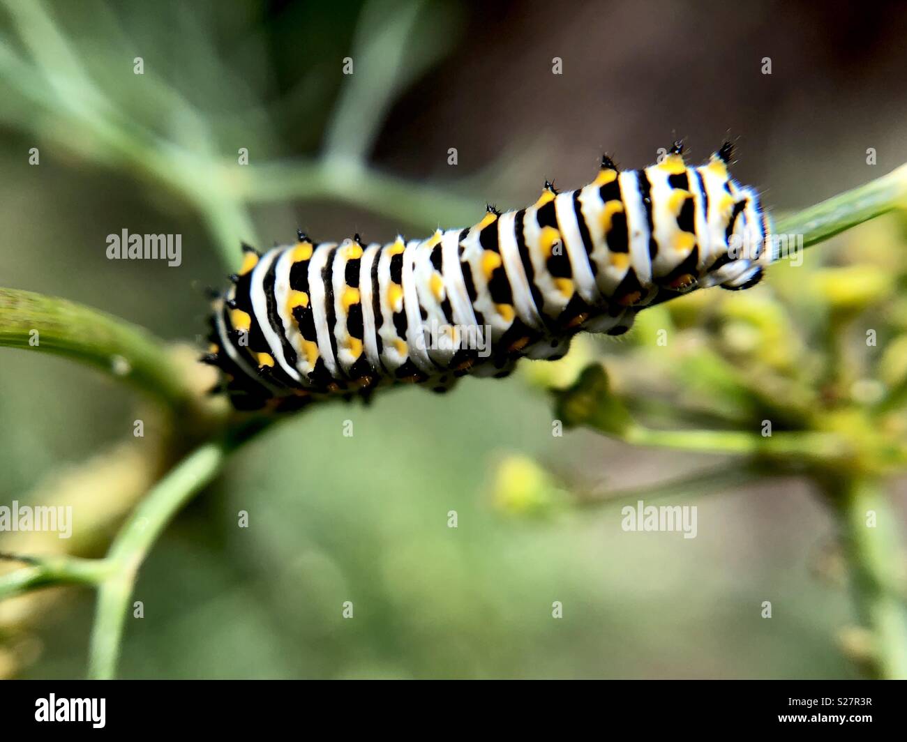 Black swallowtail caterpillar on a dill plant Stock Photo - Alamy