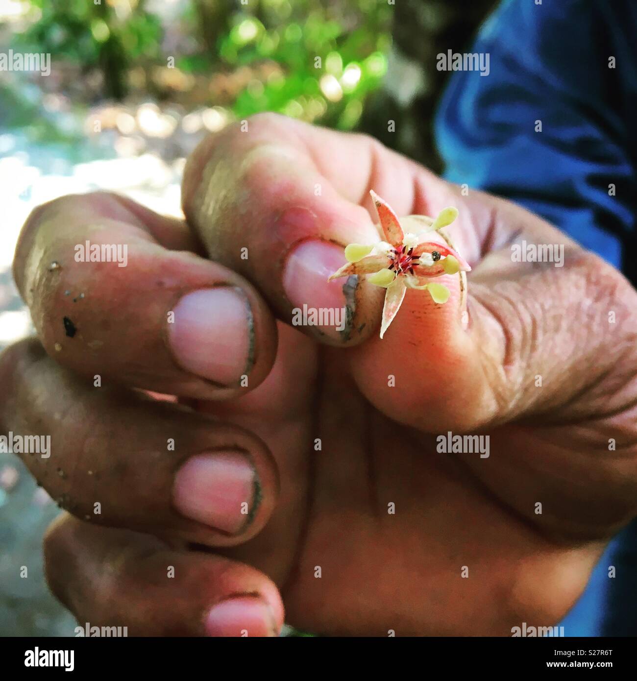 Coco flower being held by Cuban farmer at coco farm in Baracoa Cuba - Smartphone Captured Stock Image