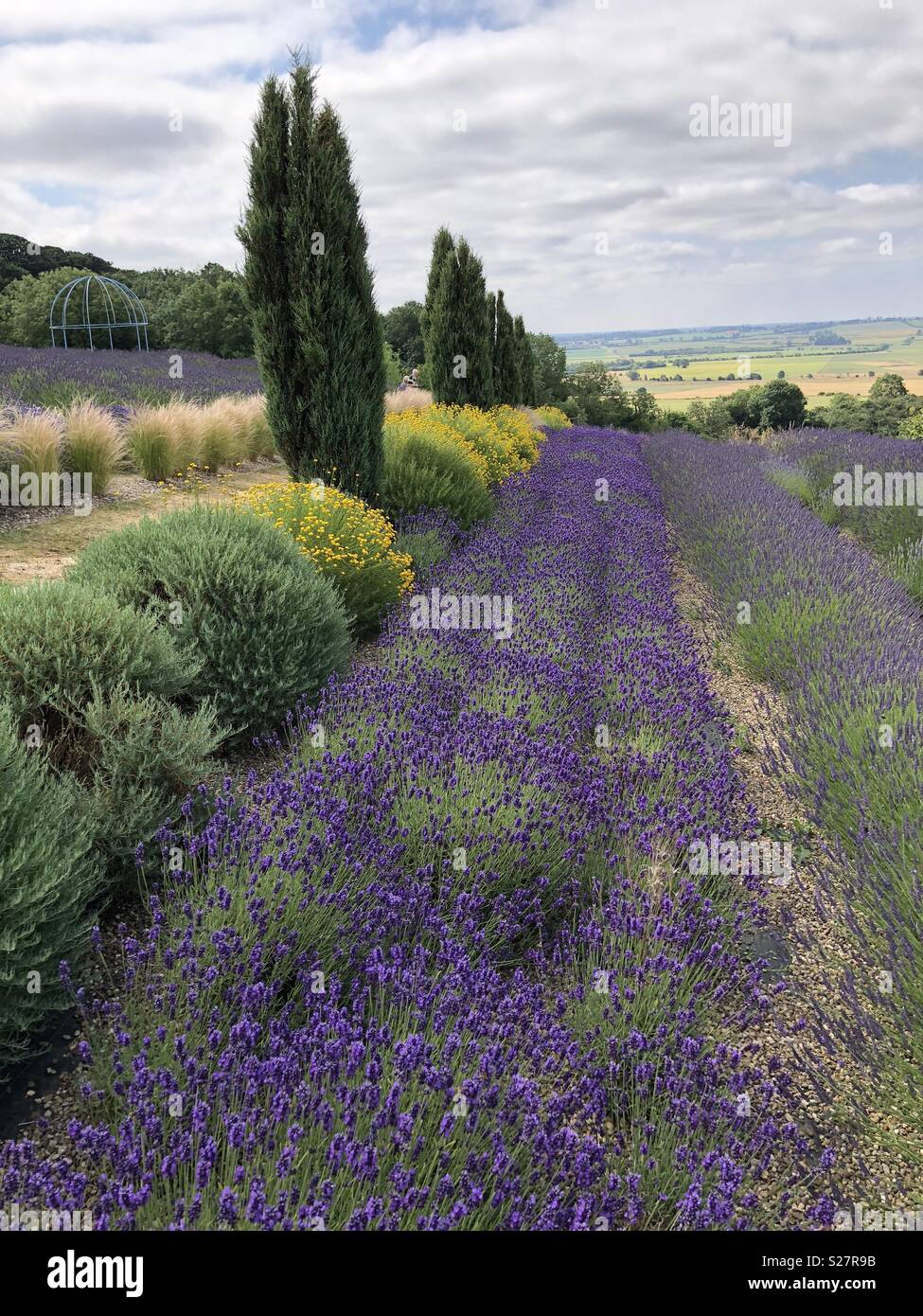 Rows of lavender at a Yorkshire lavender farm - not Provence - Smartphone Captured Stock Image