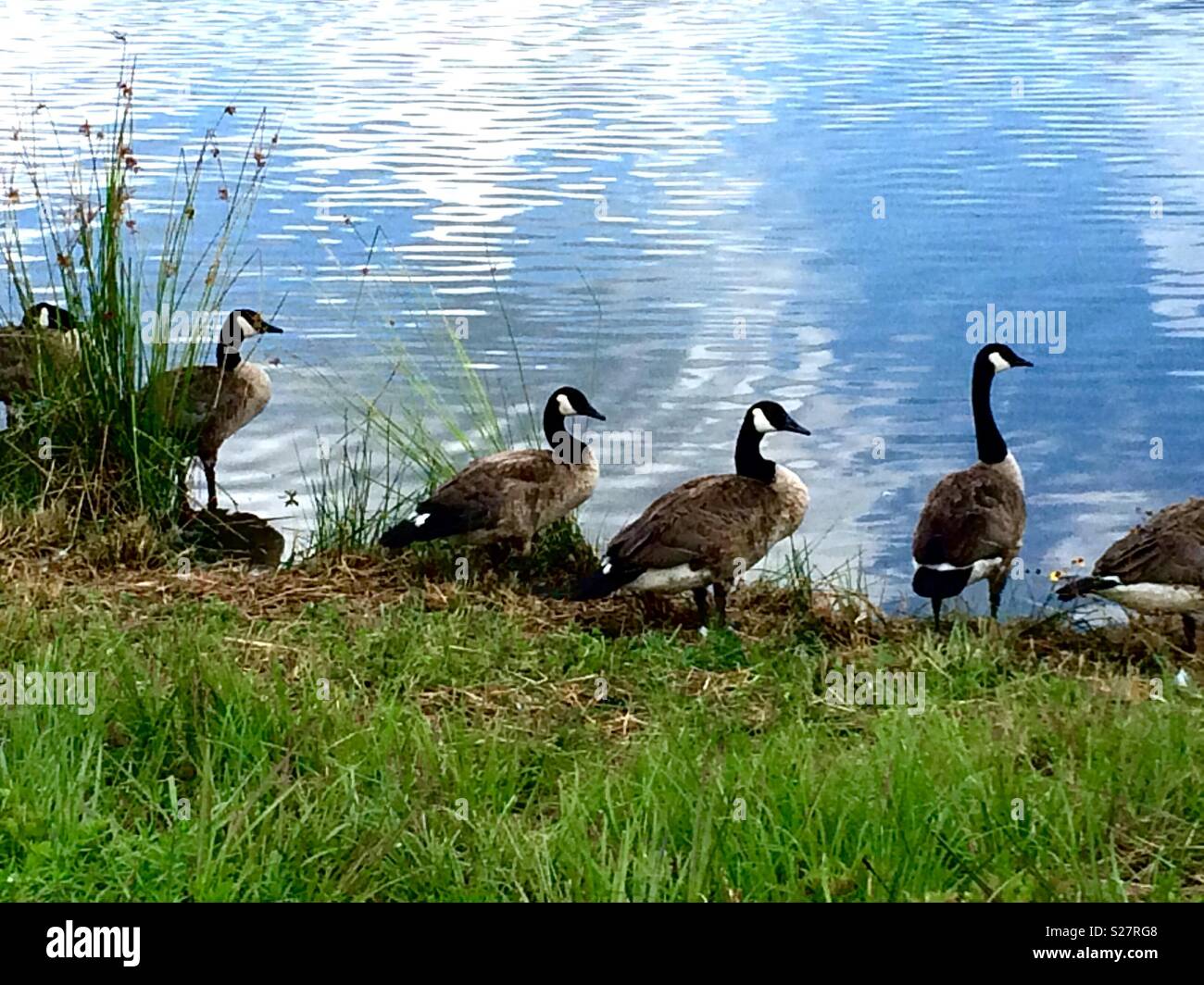 These beautiful geese hang out at the muldrow ponds every year. It's such a great place to go fishing or just for photo taking. Stock Photo
