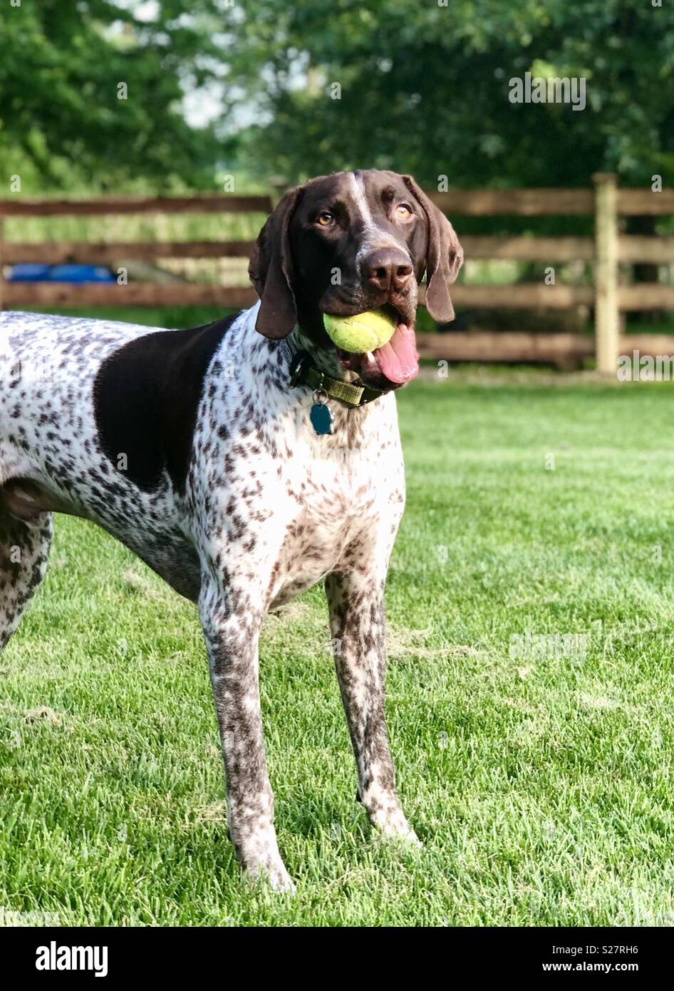 “Franklin” German Shorthaired Pointer playing ball Stock Photo