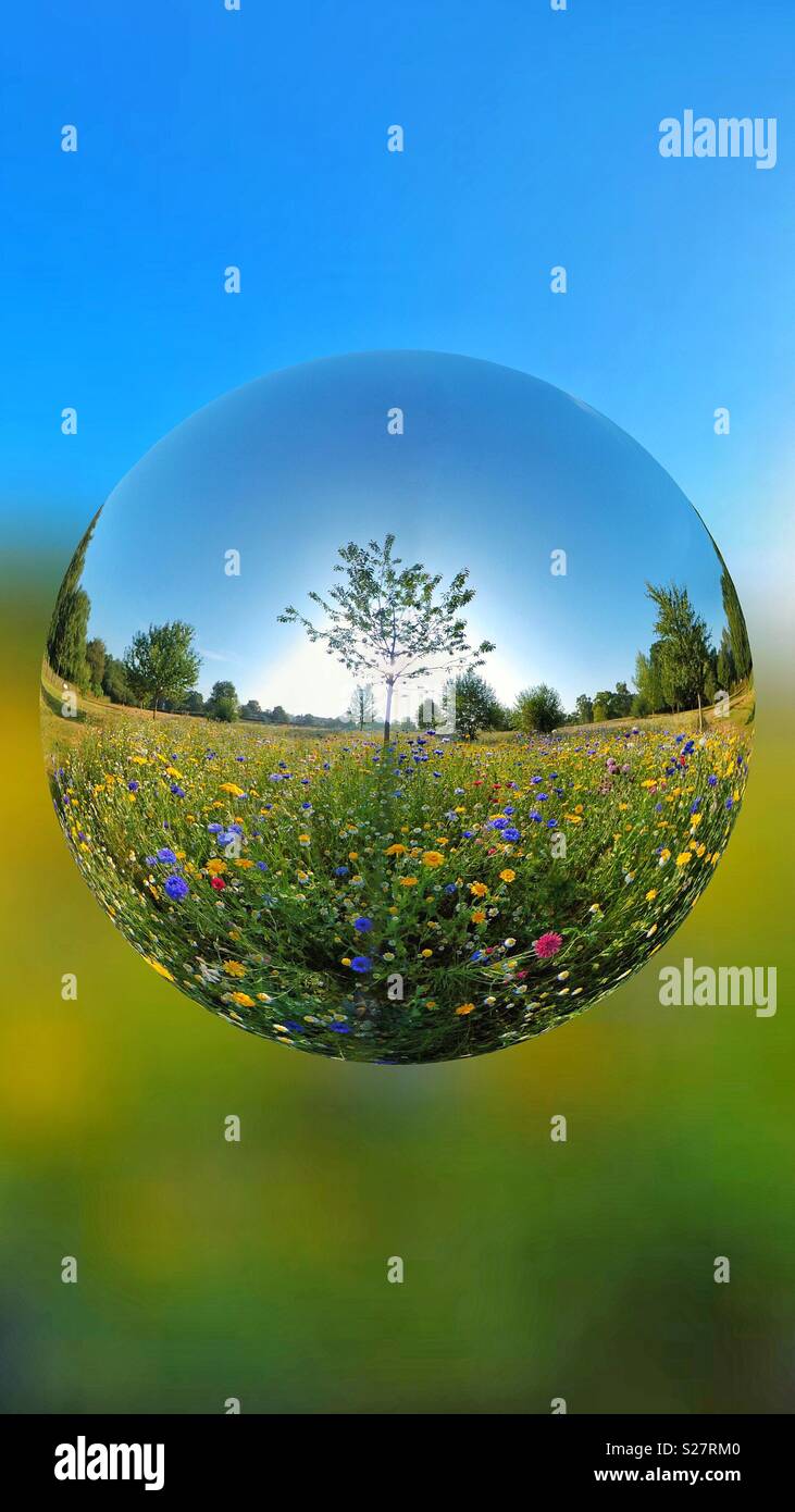 Wild flowers - Smartphone Captured Stock Image