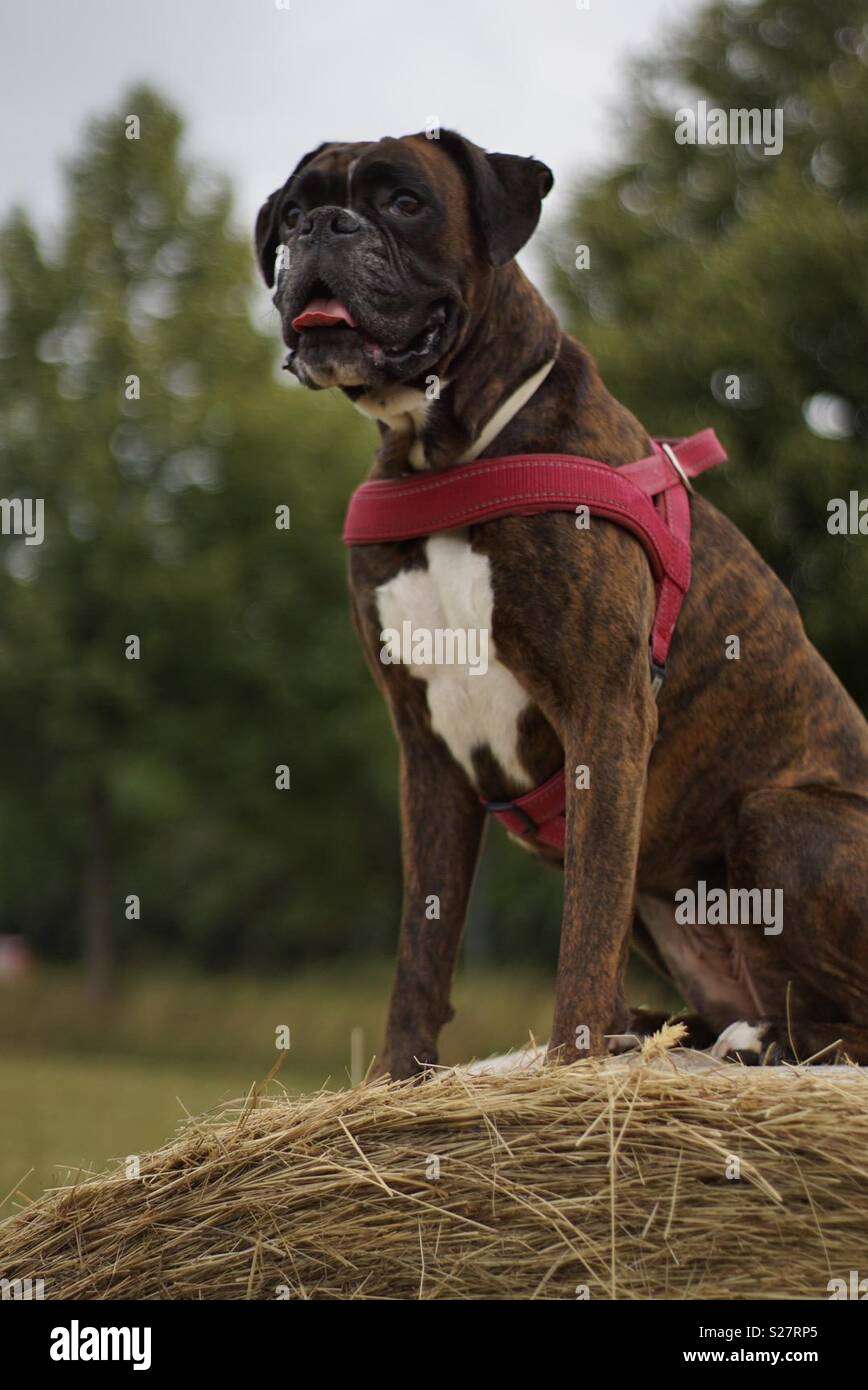 Boxer Dog Portrait Germany Stock Photo