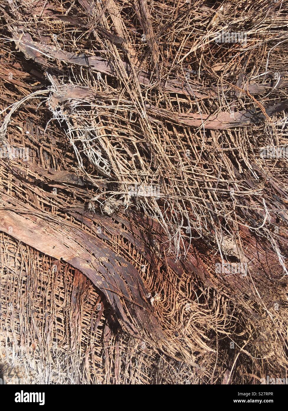 palm tree trunk fibre Stock Photo