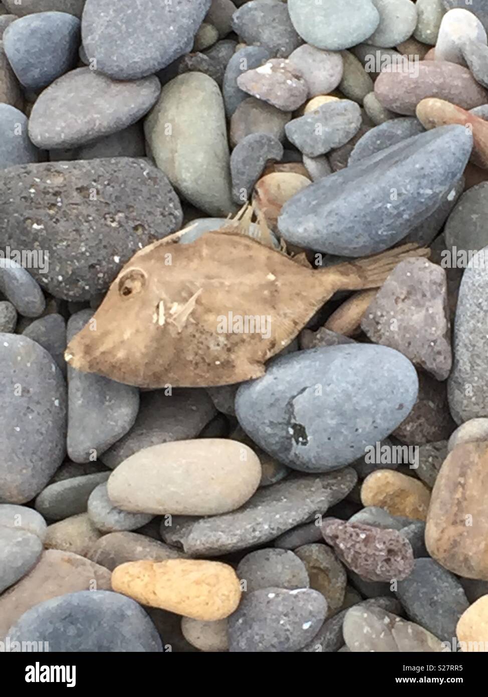 Dead Fish on Stones Stock Photo