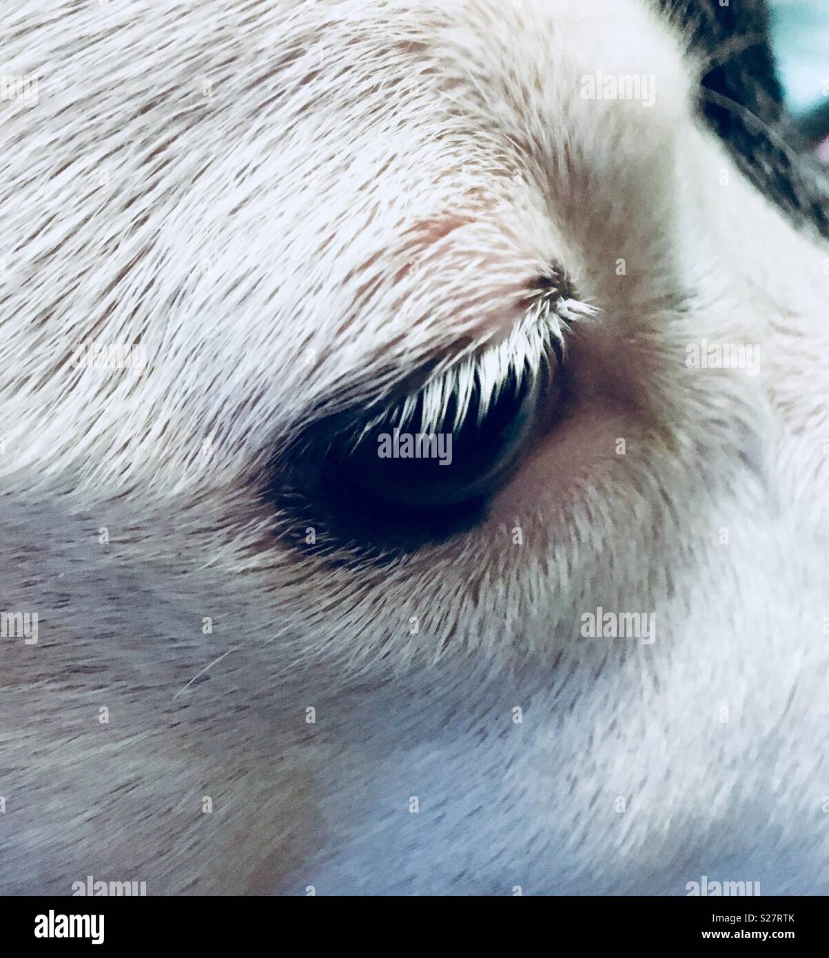 Why Do Dogs Have Long Eyelashes