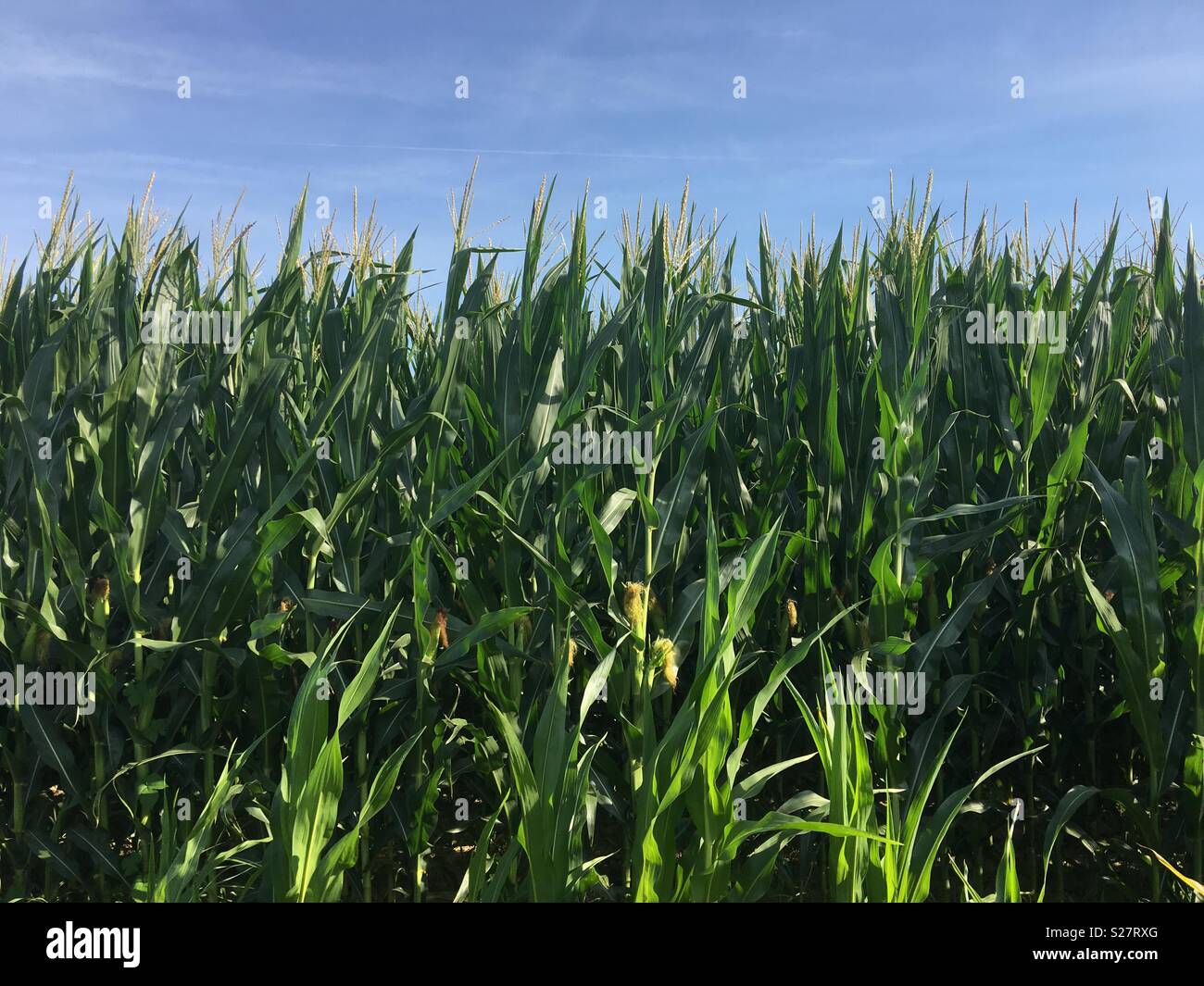 Corn growing in field on mid west farm, USA Stock Photo