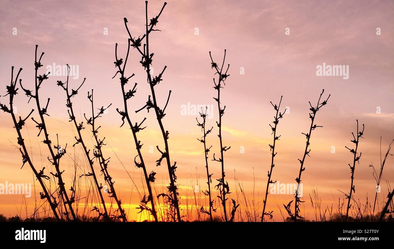 Prairie grass silhouette against orange sky Stock Photo