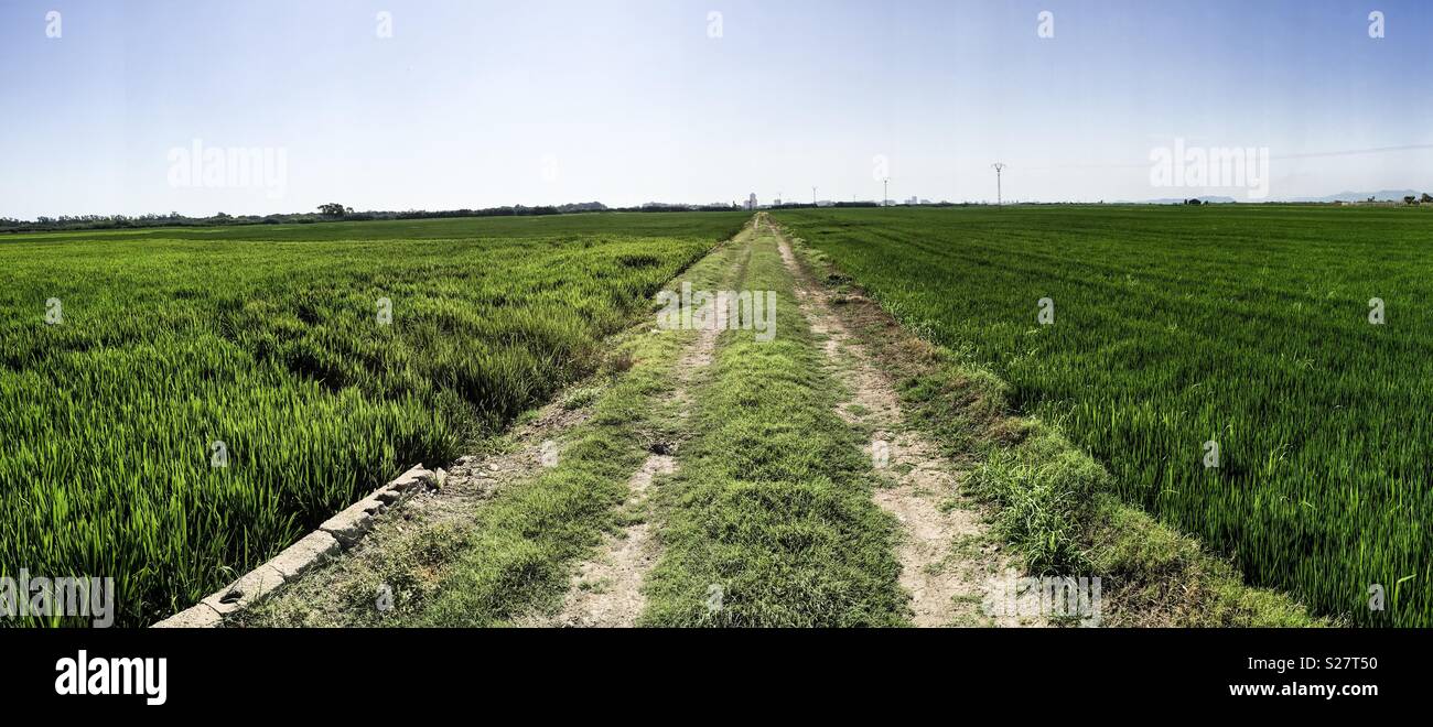 Panoramic view of rice fields and a road - Smartphone Captured Stock Image