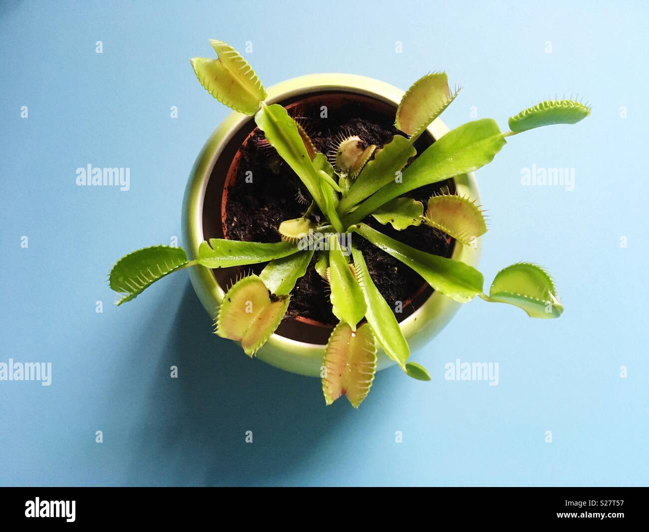 Dionaea muscipula from above Stock Photo