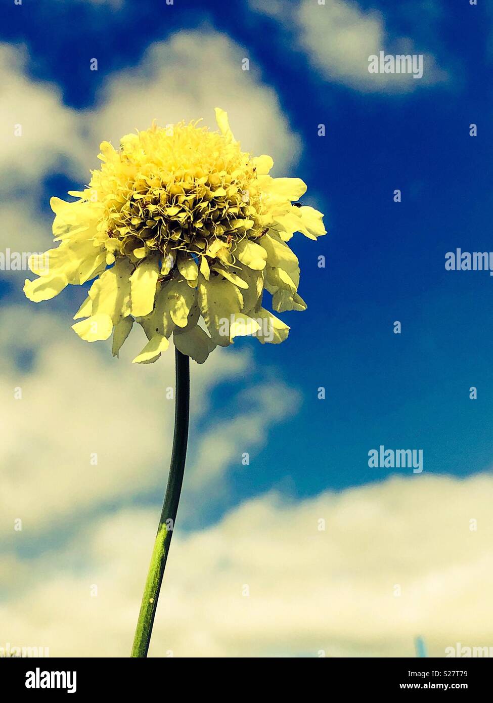 Giant, yellow scabious flower reaching for the sun. Shown against a blue sky with white clouds - Smartphone Captured Stock Image