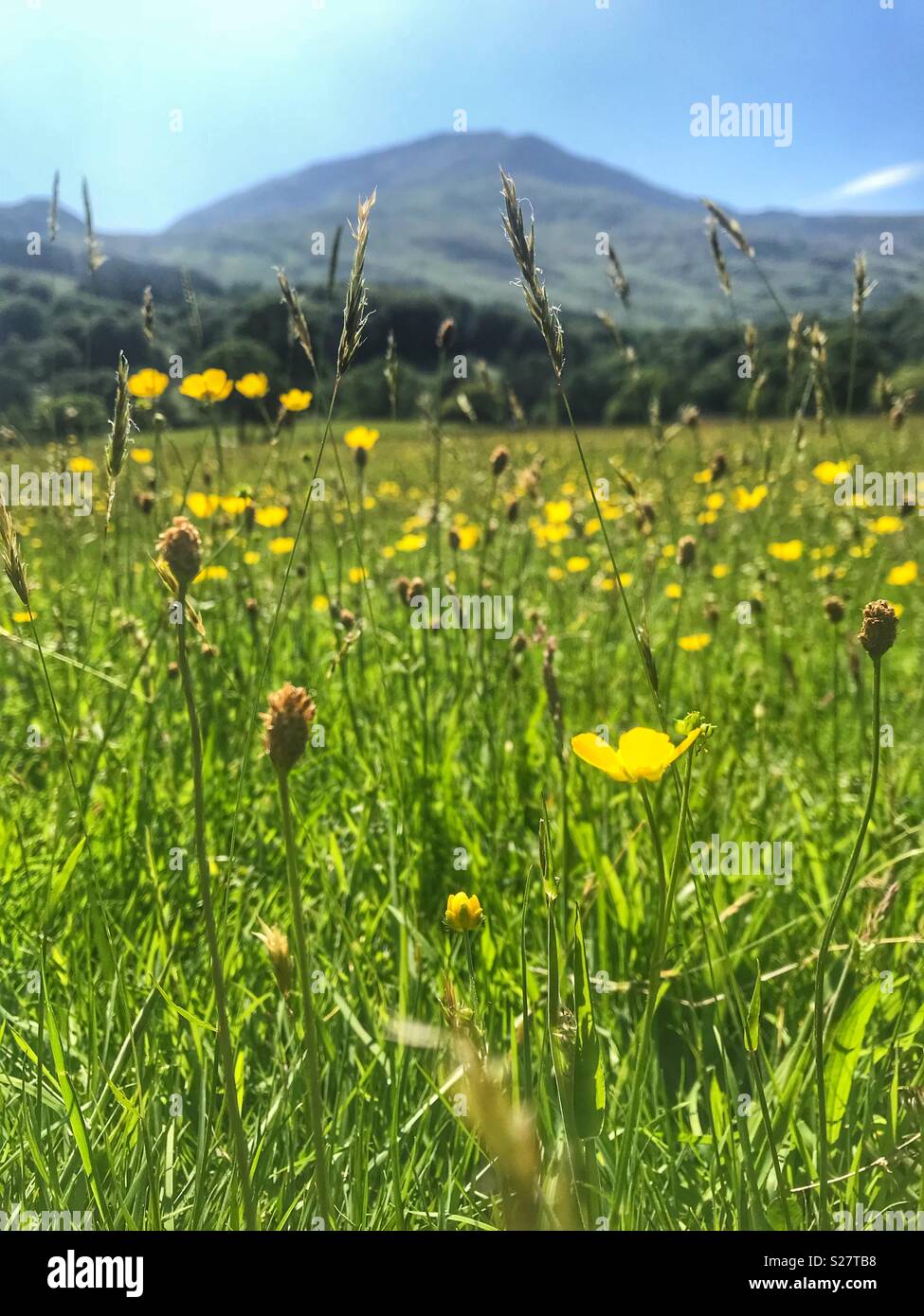 Wild buttercup flowers in British countryside Stock Photo Alamy