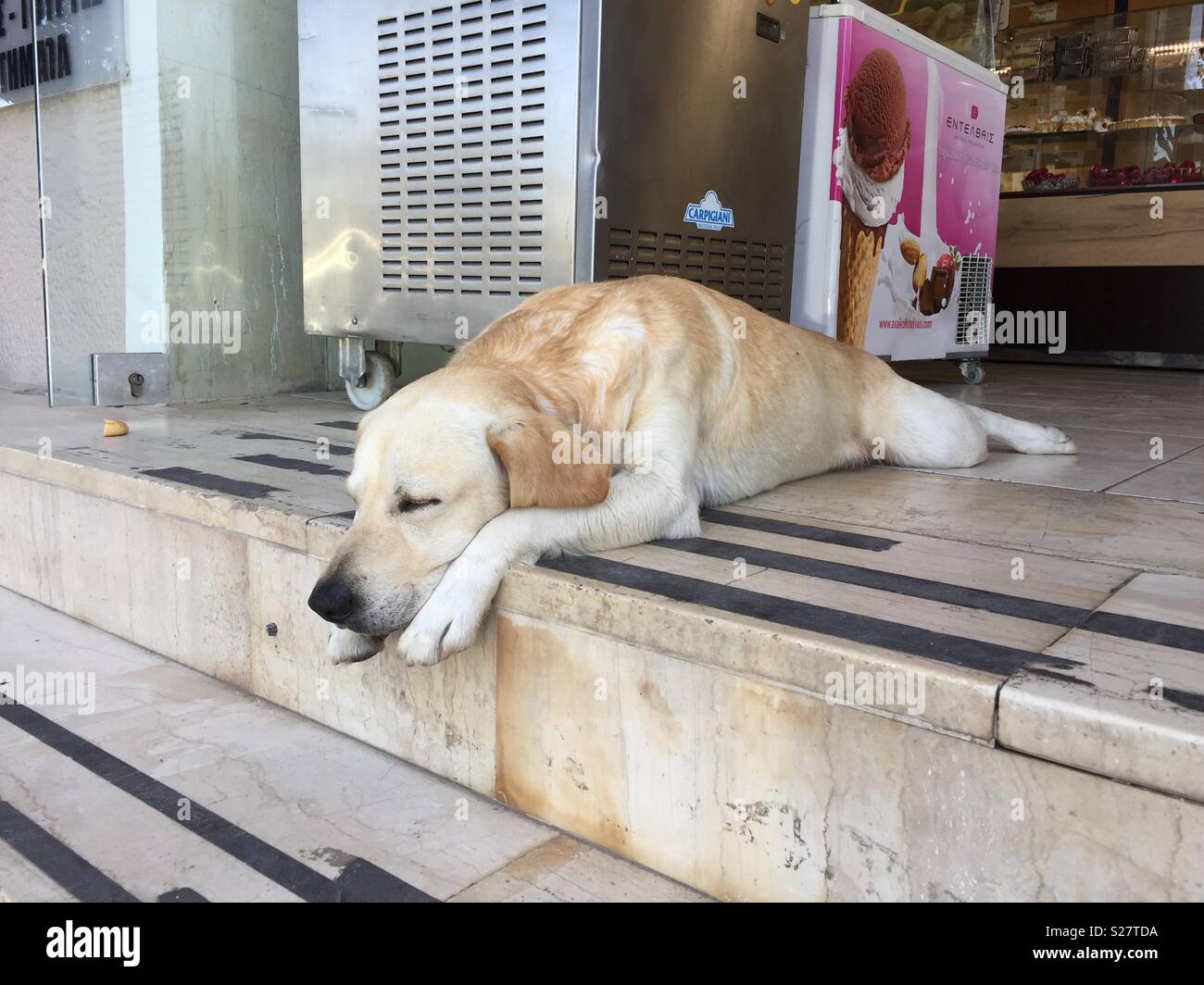Dog asleep on the steps of a taverna in Argostoli Kefalonia - Smartphone Captured Stock Image