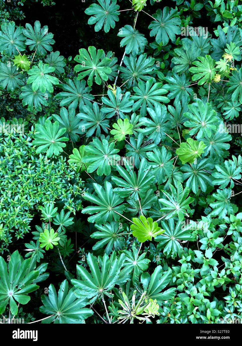 Abstract View of Cloud Forest Canopy from Above - Smartphone Captured Stock Image
