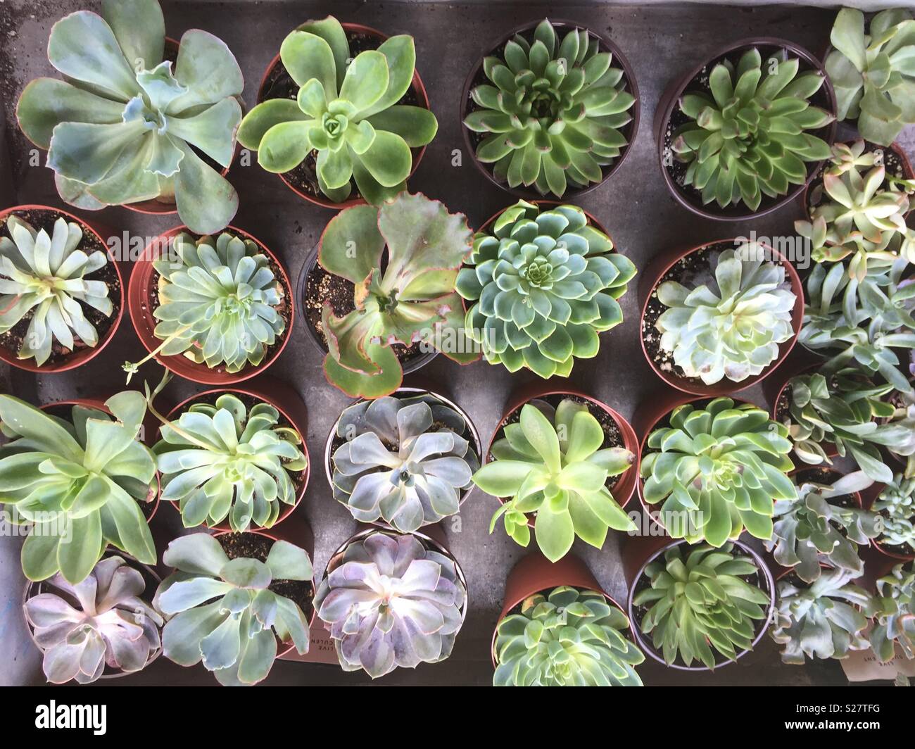Cactus succulents hi-res stock photography and images - Alamy