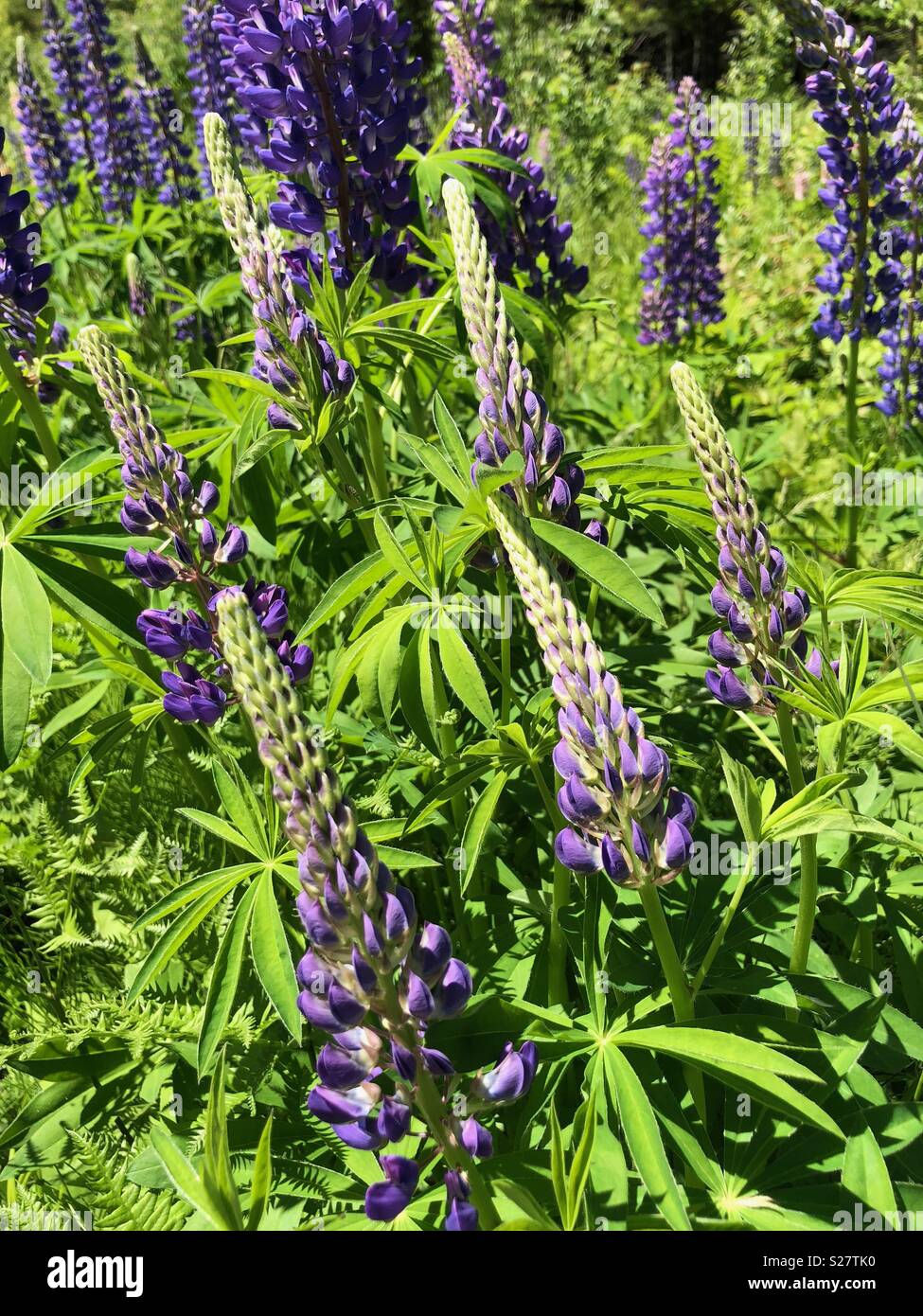 Lupine flowers in northern Michigan - Smartphone Captured Stock Image