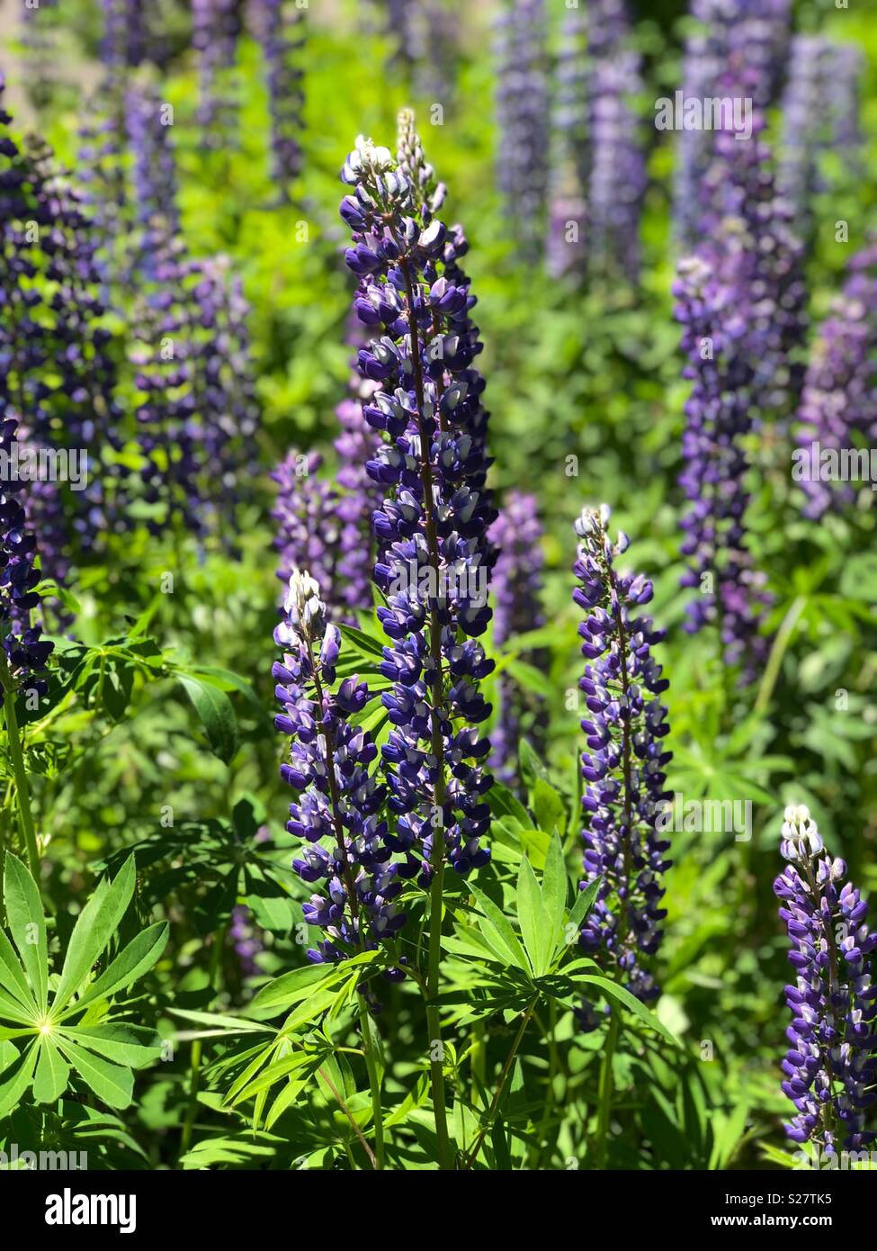 Lupine flowers in northern Michigan Stock Photo Alamy