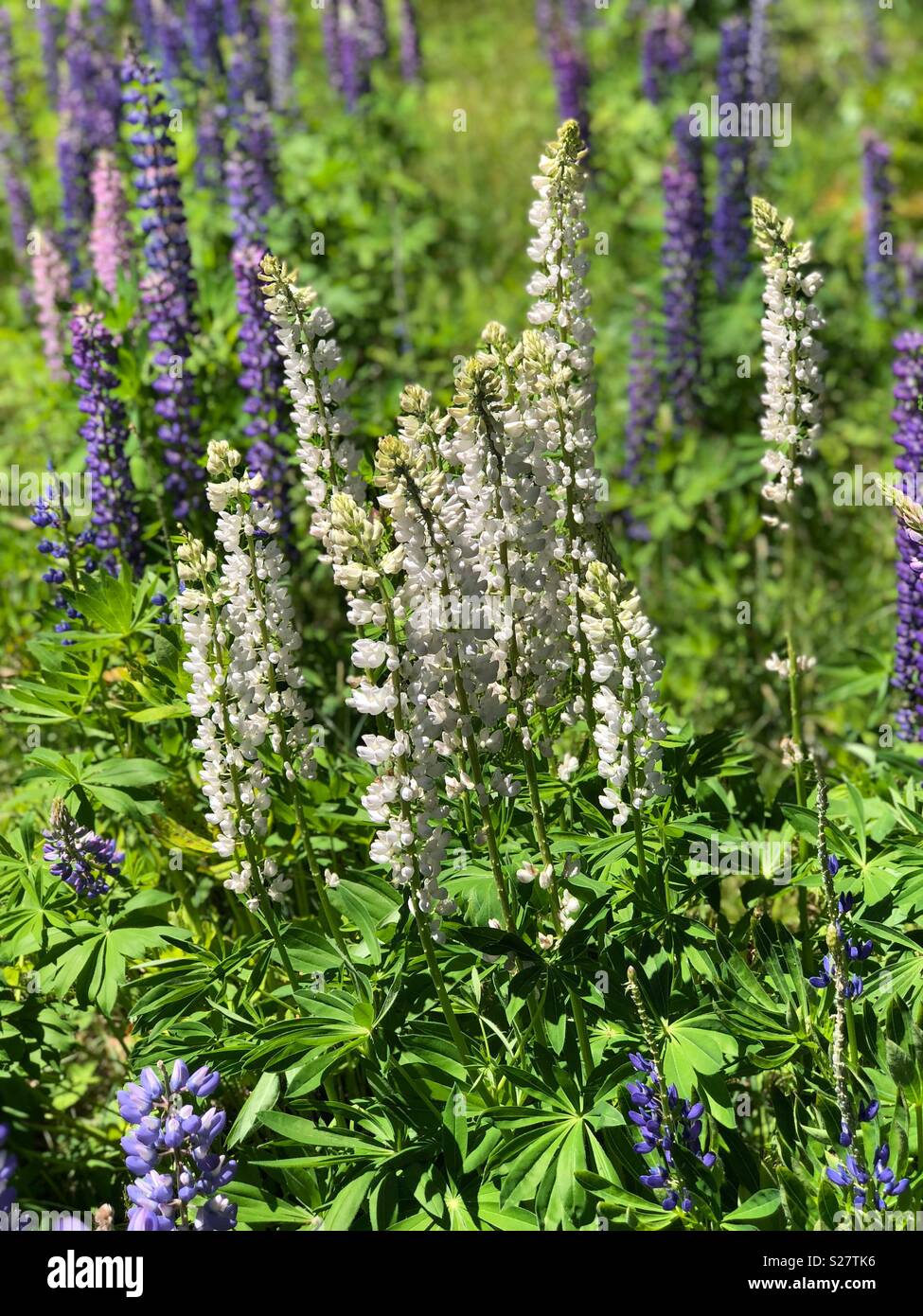Lupine flowers in northern Michigan - Smartphone Captured Stock Image
