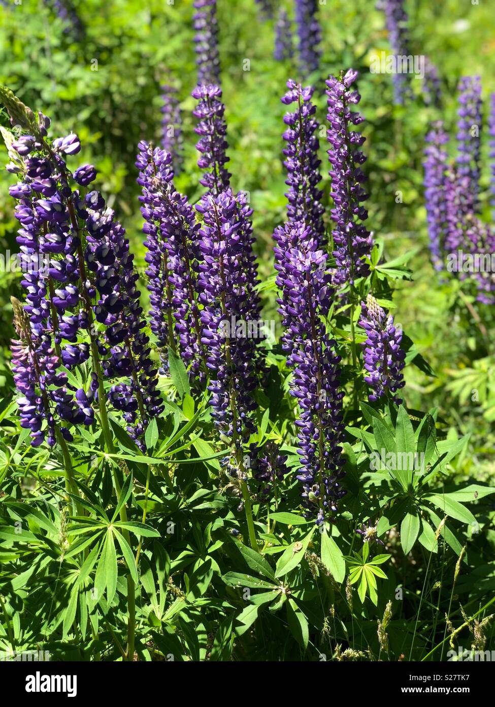 Lupine flowers in northern Michigan - Smartphone Captured Stock Image