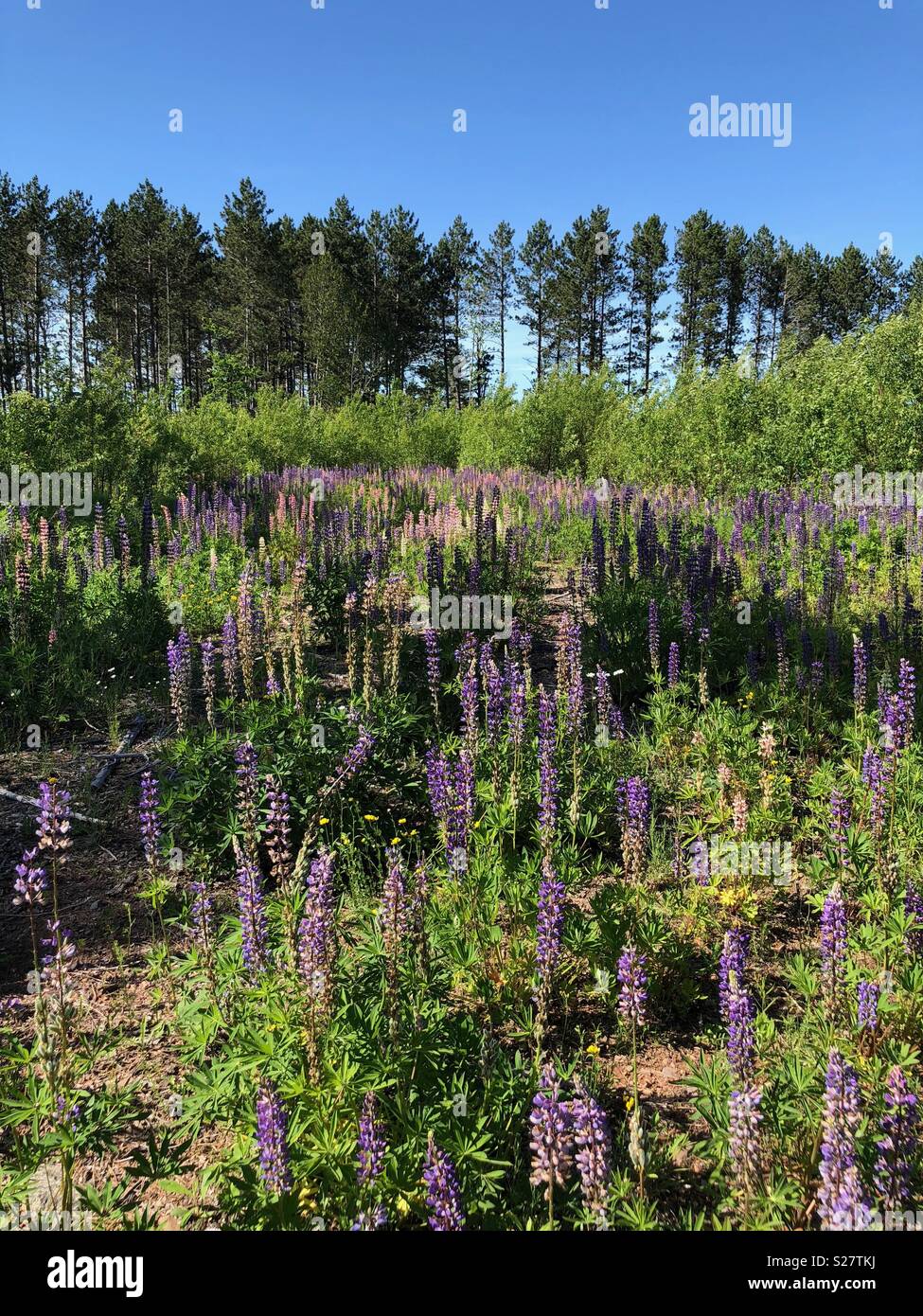 Field of Lupine flowers in northern Wisconsin - Smartphone Captured Stock Image