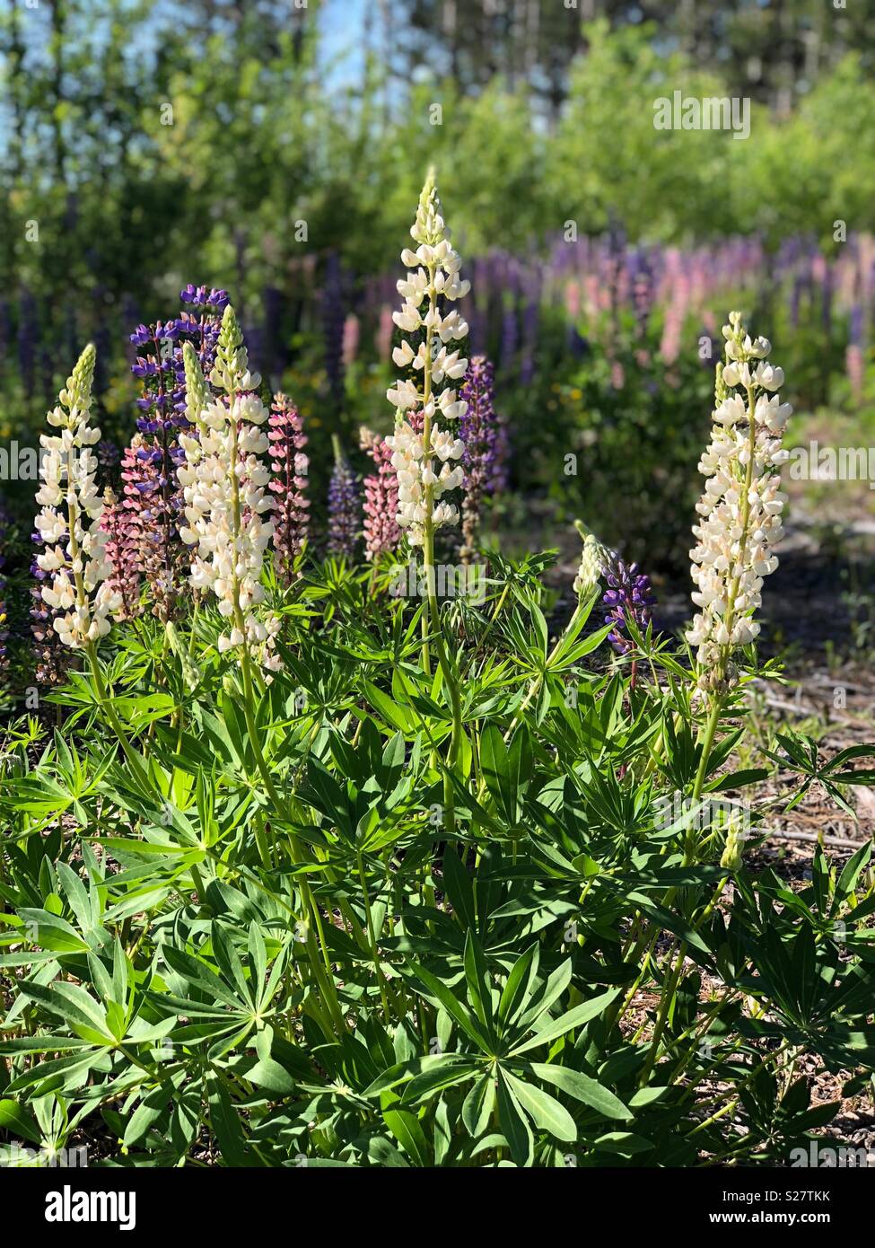 Lupine flowers in northern Wisconsin Stock Photo